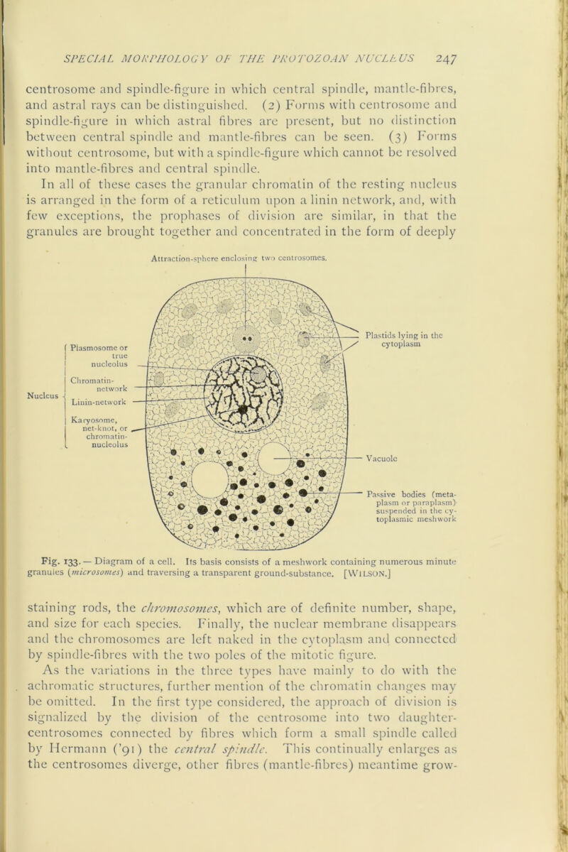 centrosome and spindle-figure in which central spindle, mantle-fibres, and astral rays can be distinguished. (2) Forms with centrosome and spindle-figure in which astral fibres are present, but no distinction between central spindle and mantle-fibres can be seen. (3) Forms without centrosome, but with a s[)indle-figure which cannot be resolved into mantle-fibres and central spindle. In all of these cases the granular chromatin of the resting nucleus is arranged in the form of a reticulum upon a linin network, and, with few exceptions, the prophases of division are similar, in that the granules are brought together and concentrated in the form of deeply Attraction-sphere enclosing; two centrosomes. Plastids lying in the cytoplasm Vacuole Passive bodies (meta- plasm or paraplasm) suspended in the cy- toplasmic meshwork Fig. 133.— Diagram of a cell. Its basis consists of a meshwork containing numerous minute granules {microsomes) and traversing a transparent ground-substance. [VVlLSON.] staining rods, the cJiromosomes, which are of definite number, shape, and size for each species. Finally, the nuclear membrane disappears and the chromosomes are left naked in the cytoplasm and connected by spindle-fibres with the two poles of the mitotic figure. As the variations in the three types have mainly to do with the achromatic structures, further mention of the chromatin changes may be omitted. In the first ty|)e considered, tbe approach of division is signalized by the division of the centrosome into two daughter- centrosomes connected by fibres which form a small spindle called by Hermann (’91) the central spindle. This continually enlarges as the centrosomes diverge, other fibres (mantle-fibres) meantime grow-