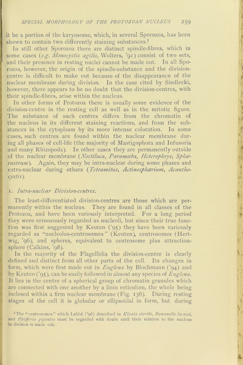 it be a portion of the karyosome, which, in several Sporozoa, has been shown to contain two differently staining substances^ In still other Sporozoa there are distinct spindle-fibres, which in some cases {c.g. Monocystis agilis, Wolters, ’91) consist of two sets, ' and their presence in resting nuclei cannot be made out. In all Spo- rozoa, however, the origin of the spindle-substance and the division- centre is difficult to make out because of the disappearance of the nuclear membrane during division. In the case cited by Siedlecki, however, there appears to be no doubt that the division-centres, with their spindle-fibres, arise within the nucleus. In other forms of Protozoa there is usually some evidence of the division-centre in the resting cell as well as in the mitotic figure. The substance of such centres differs from the chromatin of the nucleus in its different staining reactions, and from the sub- stances in the cytoplasm by its more intense coloration. In some cases, such centres are found within the nuclear membrane dur- ing all phases of cell-life (the majority of Mastigophora and Infusoria and many Rhizopoda). In other cases they are permanently outside of the nuclear membrane {Noctiluca, Paramceba, Hctcrophrys, SpJicc- rastrum). Again, they may be intra-nuclear during some phases and extra-nuclear during others {TetramituSy Actinosphceriiun, Acant/io- cystis). I. Intra-nuclcar Division-centres. The least-differentiated division-centres are those which are per- manently within the nucleus. They are found in all classes of the Protozoa, and have been variously interpreted. For a long period they were erroneously regarded as nucleoli, but since their true func- tion was first suggested by Keuten (’95) they have been variously regarded as “nucleolus-centrosomes ” (Keuten), centrosomes (Hert- wig, ’96), and spheres, equivalent to centrosome plus attraction- sphere (Calkins, ’98). In the majority of the Flagellidia the division-centre is clearly I defined and distinct from all other parts of the cell. Its changes in form, which were first made out in Englcna by Blochmann (’94) and by Keuten (’95), can be easily followed in almost any species of Englcna. It lies in the centre of a spherical group of chromatin granules which J are connected with one another by a linin reticulum, the whole being iji inclosed within a firm nuclear membrane (Fig. 136). During resting I stages of the cell it is globular or ellipsoidal in form, but during ^The “centrosomes” which Labbe (’96) described in Klossia cherthi, BamnteUa lacazei, l» and Pfeifferia gigantea must be regarded with doubt until their relation to the nucleus i in division is made out.