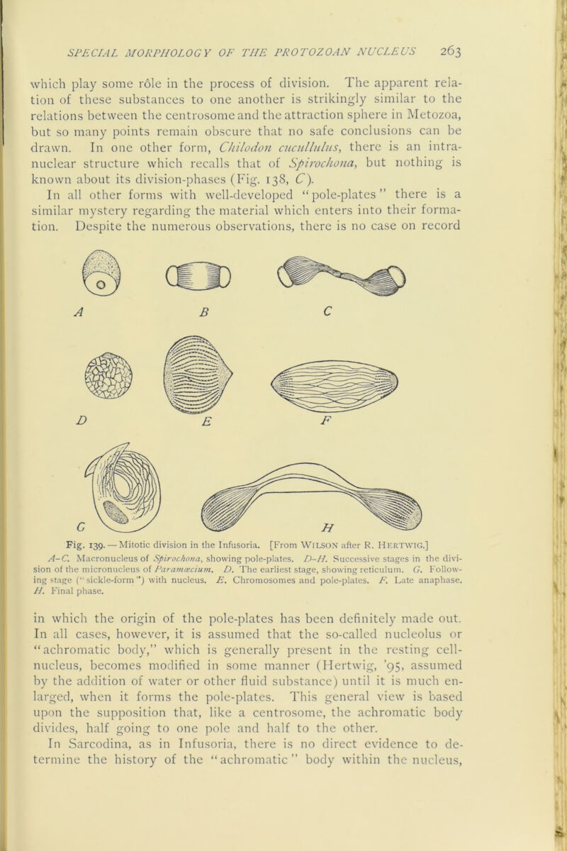 which play some role in the process of division. The apparent rela- tion of these substances to one another is strikingly similar to the relations between the centrosome and the attraction sphere in Metozoa, but so many points remain obscure that no safe conclusions can be drawn. In one other form, Chilodon cucullulus, there is an intra- nuclear structure which recalls that of Spirochona, but nothing is known about its division-phases (Fig. 138, C). In all other forms with well-developed “pole-plates” there is a similar mystery regarding the material which enters into their forma- tion. Despite the numerous observations, there is no case on record Fig. 139. — Mitotic division in the Infusoria. [From WiLSON after R. HerTWIG.] A-C. Macronucleus of showing pole-plates. D-H. Successive stages in the divi- sion of the micronucleus of Paramcecium. D. The earliest stage, showing reticulum. G. Follow- ing stage (“sickle-form”) with nucleus. E. Chromosomes and pole-plates. E. Late anaphase. H. Final phase. in which the origin of the pole-plates has been definitely made out. In all cases, however, it is assumed that the so-called nucleolus or “achromatic body,” which is generally present in the resting cell- nucleus, becomes modified in some manner (Hertwig, ’95, assumed by the addition of water or other fluid substance) until it is much en- larged, when it forms the pole-plates. This general view is based upon the supposition that, like a centrosome, the achromatic body divides, half going to one pole and half to the other. In Sarcodina, as in Infusoria, there is no direct evidence to de- termine the history of the “achromatic” body within the nucleus.