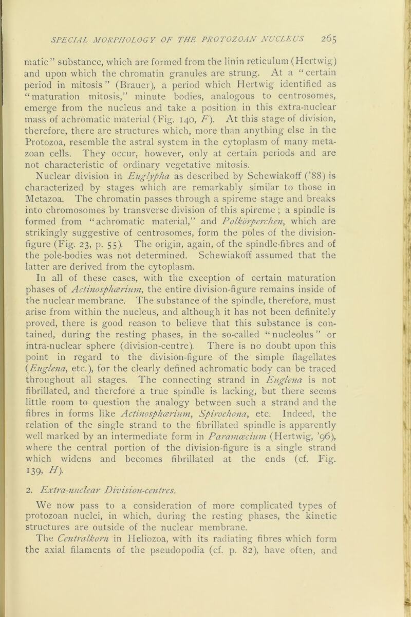 matic” substance, which are formed from the linin reticulum (Hertvvio ) and upon which the chromatin granules are strung. At a “ certain period in mitosis ” (Brauer), a period which Ilertwig identified as “maturation mitosis,’’ minute bodies, analogous to centrosomes, emerge from the nucleus and take a position in this e.xtra-nuclear mass of achromatic material (Fig. 140, F). At this stage of division, therefore, there are structures which, more than anything else in the Protozoa, resemble the astral system in the cytoplasm of many meta- zoan cells. They occur, however, only at certain periods and are not characteristic of ordinary vegetative mitosis. Nuclear division in Englypha as described by Schewiakoff (’88) is characterized by stages which are remarkably similar to those in Metazoa. The chromatin passes through a spireme stage and breaks into chromosomes by transverse division of this spireme ; a spindle is formed from “achromatic material,” and Polkbrperchcii, which are strikingly suggestive of centrosomes, form the poles of the division- figure (Fig. 23, p. 55). The origin, again, of the spindle-fibres and of the pole-bodies was not determined. Schewiakoff assumed that the latter are derived from the cytoplasm. In all of these cases, with the exception of certain maturation phases of Actinosphceriuin, the entire division-figure remains inside of the nuclear membrane. The substance of the spindle, therefore, must arise from within the nucleus, and although it has not been definitely proved, there is good reason to believe that this substance is con- tained, during the resting phases, in the so-called “ nucleolus ” or intra-nuclear sphere (division-centre). There is no doubt upon this point in regard to the division-figure of the simple flagellates i^Euglena, etc.), for the clearly defined achromatic body can be traced throughout all stages. The connecting strand in Euglcna is not fibrillated, and therefore a true spindle is lacking, but there seems little room to question the analogy between such a strand and the fibres in forms like Actitiosphcerium, Spiroc/iona, etc. Indeed, the relation of the single strand to the fibrillated spindle is apparently well marked by an intermediate form in Paraincccium (Hertwig, ’96), where the central portion of the division-figure is a single strand which widens and becomes fibrillated at the ends (cf. Fig. I39> 2. Extra-nuclcar Division-centres. We now pass to a consideration of more complicated types of protozoan nuclei, in which, during the resting phases, the kinetic structures are outside of the nuclear membrane. The Ccntralkom in Heliozoa, with its radiating fibres which form the axial filaments of the pseudopodia (cf. p. 82), have often, and