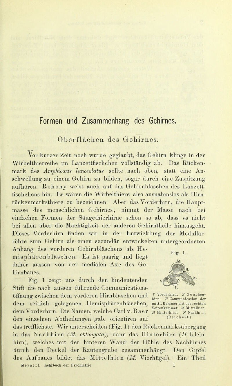 Formen und Zusammenhang des Gehirnes. Oberflächen des Gehirnes. Vor kurzer Zeit noch wurde geglaubt, das Gehirn klinge in der Wirbelthierreihe im Lanzettfischchen vollständig ab. Das Rücken- mark des Amphioxus lanceolatus sollte nach oben, statt eine An- schwellung zu einem Gehirn zu bilden, sogar durch eine Zuspitzung aufhören. Rohony weist auch auf das Gehirnbläschen des Lanzett- fischchens hin. Es wären die Wirbelthiere also ausnahmslos als Hirn- rückenmarksthiere zu bezeichnen. Aber das Vorderhirn, die Haupt- masse des menschlichen Gehirnes, nimmt der Masse nach bei einfachen Formen der Säugethierhirne schon so ab, dass es nicht bei allen über die Mächtigkeit der anderen Gehirntheile hinausgeht. Dieses Vorderhirn finden wir in der Entwicklung der Medullar- röhre zum Gehirn als einen secundär entwickelten untergeordneten Anhang des vorderen Gehirnbläschens als He- ini sphä re nbläschen. Es ist paarig und liegt daher aussen von der medialen Axe des Ge- hirnbaues. Fig. 1 zeigt uns durch den hindeutenden Stift die nach aussen führende Communications- Fig. 1. Öffnung; zwischen dem vorderen Hirnbläschen und v vorderinrn. z : ° liirn. F Communic Zwischen- Communication der dem seitlich gelegenen Hemisphärenbläschen, mitti. Kammer mit der rechten . i i /-< i Seitenkammer. M Mittelkirn. dem V orderhirn. Die JN amen, welche Larl v.fiaer h HinterMm. n Nachhirn, den einzelnen Abtheilungen gab, orientiren auf (Reichert.) das trefflichste. Wir unterscheiden (Fig. 1) den Rückenmarksübergang in das Nachhirn (M. oblongata), dann das Hinterhirn (Zf Klein- hirn), welches mit der hinteren Wand der Höhle des Nachhirnes durch den Deckel der Rautengrube zusammenhängt. Den Gipfel des Aufbaues bildet das Mittelhirn (ilZ. Vierhügel). Ein Theil
