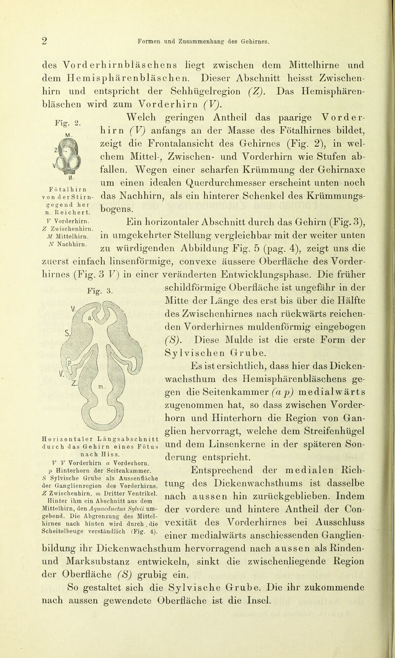 F ö talhir n von derStirn gegend her n. Reichert. V Vorderhirn. Z Zvvischenhirn M Mittelhirn. N Nachhirn. des Vorderhirnbläschens liegt zwischen dem Mittelhirne und dem Hemisphärenbläschen. Dieser Abschnitt heisst Zwischen- hirn und entspricht der Sehhügelregion (Z). Das Hemisphären- bläschen wird zum Vorderhirn (V). Weich geringen Antheil das paarige Vorder- hirn (V) anfangs an der Masse des Fötalhirnes bildet, zeigt die Frontalansicht des Gehirnes (Fig. 2), in wel- chem Mittel-, Zwischen- und Vorderhirn wie Stufen ab- fallen. Wegen einer scharfen Krümmung der Gehirnaxe um einen idealen Querdurchmesser erscheint unten noch das Nachhirn, als ein hinterer Schenkel des Krümmungs- bogens. Ein horizontaler Abschnitt durch das Gehirn (Fig. 3), in umgekehrter Stellung vergleichbar mit der weiter unten zu würdigenden Abbildung Fig. 5 (pag. 4), zeigt uns die zuerst einfach linsenförmige, convexe äussere Oberfläche des Vorder- hirnes (Fig. 3 F) in einer veränderten Entwicklungsphase. Die früher pjg, 3 schildförmige Oberfläche ist ungefähr in der Mitte der Länge des erst bis über die Hälfte des Zwischenhirnes nach rückwärts reichen- den Vorderhirnes muldenförmig eingebogen (S). Diese Mulde ist die erste Form der Sylvisehen Grube. Es ist ersichtlich, dass hier das Dicken- wachsthum des Hemisphärenbläschens ge- gen die Seitenkammer (a p) medialwärts zugenommen hat, so dass zwischen Vorder- horn und Hinterhorn die Region von Gan- glien hervorragt, welche dem Streifenhügel und dem Linsenkerne in der späteren Son- derung entspricht. Entsprechend der medialen Rich- tung des Dickenwachsthums ist dasselbe nach aussen hin zurückgeblieben. Indem der vordere und hintere Antheil der Con- vexität des Vorderhirnes bei Ausschluss einer medialwärts anschiessenden Ganglien- bildung ihr Dickenwachsthum hervorragend nach aussen als Rinden- und Marksubstanz entwickeln, sinkt die zwischenliegende Region der Oberfläche (S) grubig ein. So gestaltet sich die Sylvische Grube. Die ihr zukommende nach aussen gewendete Oberfläche ist die Insel. Horizontaler Längsabschnitt durch das Gehirn eines Fötus nach Hiss. V V Vorderhirn a Vorderhorn. p Hinterhorn der Seitenkammer. S Sylvische Grube als Aussenfläche der Ganglienregion des Vorderhirns. Z Zwischenhirn, m Dritter Ventrikel. Hinter ihm ein Abschnitt aus dem Mittelhirn, den Aquaeductus Sylvii um- gebend. Die Abgrenzung des Mittel- hirnes nach hinten wird durch . die Scheitelbeuge verständlich (Fig. 4).
