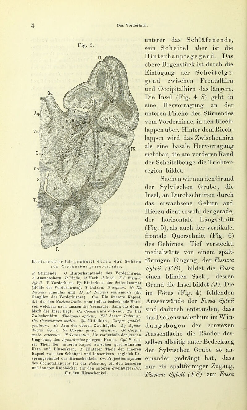 Fig. 5. unterer das Schläfenende, sein Scheitel aber ist die Hinterhauptsgegend. Das obere Bogenstück ist durch die Einfügung der Scheitelge- gend zwischen Frontalhirn und Occipitalhirn das längere. Die Insel (Fig. 4 S) geht in eine Hervorragung an der unteren Fläche des Stirnendes vom Vorderhirne, in den Riech- lappen über. Hinter dem Riech- lappen wird das Zwischenhirn als eine basale Hervorragung sichtbar, die am vorderen Rand der Scheitelbeuge die Trichter- region bildet. Suchen wir nun den Grund Horizontaler Längsclinitt durch das Gehirn von Cercocebus gr iseoviridis. F Stirnende. 0 Hinterhauptende des Vorderhirnes. A Ammonshorn. R Rinde. A/Mark. J Insel. FS Fissura Sylvii. V Vorderhorn. Vp Hinterhorn der Seitenkammer (Hohle des Vorderhirnes). T Balken. S Septum. Nc Na Nucleus caudatus und L1, I? Nucleus lenticularis (die Ganglien des Vorderhirnes). Cpe Die äussere Kapsel, d. i. das den Nucleus lentic. unmittelbar bedeckende Mark, von welchem nach aussen die Vormauer, dann das dünne Mark der Insel liegt. Ca Commissura anterior. Th Das Zwischenhirn, Thalamus opticus, Th' dessen Pulvinar. Cm Commissura media. Qu Mittelkirn , Corpus quadri- geminum. Bs Arm des oberen Zweihügels. Aq Aquae- ductus Sylvii. Gi Corpus genic. internum. Ge Corpus genic. externum. T Tegmentum, die vorderhalb der grauen Umgebung des Aquaeductus gelegene Haube. Cpi Vorde- rer Theil der inneren Kapsel zwischen geschwänztem Kern und Linsenkern. P Hinterer Theil der inneren Kapsel zwischen Sehhügel und Linsenkern, zugleich Ur- sprungsbündel des Hirnschenkels. Om Projectionssystem des Occipitallappens für das Pulvinar, für den äusseren und inneren Kniehöcker, für den unteren Zweihügel (Bi), für den Hirnschenkel. der Sylvi’schen Grube, die Insel, an Durchschnitten durch das erwachsene Gehirn auf. Hierzu dient sowohl der gerade, der horizontale Längschnitt (Fig. 5), als auch der vertikale, frontale Querschnitt (Fig. 6) des Gehirnes. Tief versteckt, medialwärts von einem spalt- förmigen Eingang, der Fissura Sylvii (FS), bildet die Fossa einen blinden Sack, dessen Grund die Insel bildet (J). Die im Fötus (Fig. 4) fehlenden Aussenwände der Fossa Sylvii sind dadurch entstanden, dass das Dickenwachsthum im W i n- dungsbogen der convexen Aussenfläche die Ränder des- selben allseitig unter Bedeckung der Sylvischen Grube so an- einander gedrängt hat, dass nur ein spaltförmiger Zugang, Fissura Sylvii (FS) zur Fossa