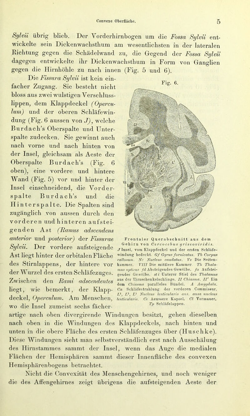 Fig. 6. Sylvii übrig blieb. Der Vorderhirnbogen um die Fossa Sylvii ent- wickelte sein Dickenwachsthum am wesentlichsten in der lateralen Richtung gegen die Schädel wand zu, die Gegend der Fossa Sylvii dagegen entwickelte ihr Dickenwachsthum in Form von Ganglien gegen die Hirnhöhle zu nach innen (Fig. 5 und 6). Die Fissura Sylvii ist kein ein- facher Zugang. Sie besteht nicht bloss aus zwei wulstigen Verschluss- lippen, dem Klappdeckel (Opercu- lum) und der oberen Schläfewin- dung (Fig. 6 aussen von J), welche Burdach’s Oberspalte und Unter- spalte zudecken. Sie gewinnt auch nach vorne und nach hinten von der Insel, gleichsam als Aeste der Oberspalte Burdach’s (Fig. 6 oben), eine vordere und hintere Wand (Fig. 5) vor und hinter der Insel einschneidend, die Vorder- spalte Burdach’s und die Hinterspalte. Die Spalten sind zugänglich von aussen durch den vorderen und hinteren aufstei- genden Ast (Ramus adscendens anterior und posterior) der Fissurae Sylvii. Der vordere aufsteigende Ast liegt hinter der orbitalen Fläche des Stirnlappens, der hintere vor der Wurzel des ersten Schläfezuges. Frontaler Querabschnitt aus dem Gehirn von Cercocebus griseoviridis. J Insel, vom Klappdeckel und der ersten Schläfe- windung bedeckt. Gf Gyrus fomicatus. Tb Corpus callosum. Nc Nucleus caudatus. Ve Die Seiten- kammer. VIII Die mittlere Kammer. Th Thala- mus opticus fd Absteigendes Gewölbe, fa Aufstei- gendes Gewölbe, sti Unterer Stiel des Thalamus aus der Hirnschenkelschlinge. II Chiasma. II' Ein dem Chiasma paralleles Bündel. A Amygdala. Ca Schläfestrahlung der vorderen Commissur. Ll, L2, L3 Nucleus lenticularis ans. ansa nucleus lenticularis. Ce Aeussere Kapsel. CI Vormauer. Tp Schläfelappen. Zwischen den Rami adscendentes liegt, wie bemerkt, der Klapp- deckel, Operculum. Am Menschen, wo die Insel zumeist sechs fächer- artige nach oben divergirende Windungen besitzt, gehen dieselben nach oben in die Windungen des Klappdeckels, nach hinten und unten in die obere Fläche des ersten Schläfenzuges über (Huschke). Diese Windungen sieht man selbstverständlich erst nach Ausschälung des Hirnstammes sainrnt der Insel, wenn das Auge die medialen Flächen der Hemisphären sammt dieser Innenfläche des convexen Hemisphärenbogens betrachtet. Nicht die Convexität des Menschengehirnes, und noch weniger die des Affengehirnes zeigt übrigens die aufsteigenden Aeste der