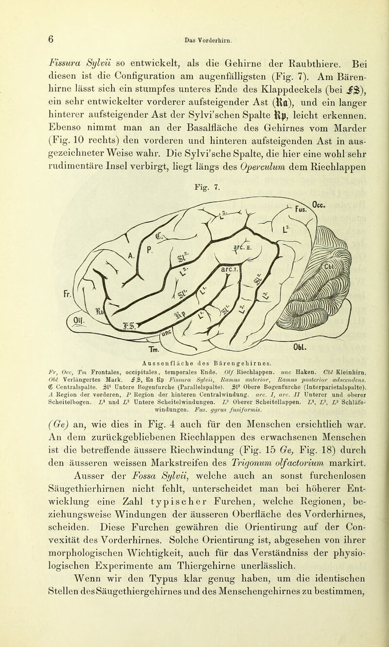 Fissura Sylvii so entwickelt, als die Gehirne der Raubthiere. Bei diesen ist die Configuration am augenfälligsten (Fig. 7). Am Bären- hirne lässt sich ein stumpfes unteres Ende des Klappdeckels (bei jFj§), ein sehr entwickelter vorderer aufsteigender Ast (Hfl), und ein langer hinterer aufsteigender Ast der Sylvi’schen Spalte Hp, leicht erkennen. Ebenso nimmt man an der Basalfläche des Gehirnes vom Marder (Fig. 10 rechts) den vorderen und hinteren aufsteigenden Ast in aus- gezeichneter Weise wahr. Die Sylvi’sche Spalte, die hier eine wohl sehr rudimentäre Insel verbirgt, liegt längs des Operculum dem Riechlappen Fig. 7. Aus senfläche des Bare ngebirnes. Fr, Occ, Tm Frontales, occipitales, temporales Ende. Olf Rieclilappen. unc Haken. Cbl Kleinhirn. Obi Verlängertes Mark. JF3, Rn Rp Fissuva Sylvii, Ramus anterior, Ramus posterior adscendens. © Centralspalte. 31‘ Untere Bogenfurche (Parallelspalte). 3l2 Obere Bogenfurche (Interparietalspalte). A Region der vorderen, P Region der hinteren Centralwindung, arc. I, arc. II Unterer und oberer Scheitelbogen. Lx und L2 Untere Scheitelwindungen. IA Oberer Scheitellappen. Ll, Z,2, Lz Schläfe- windungen. Fus. gyrus fusiformis. (Ge) an, wie dies in Fig. 4 auch für den Menschen ersichtlich war. An dem zurückgebliebenen Riechlappen des erwachsenen Menschen ist die betreffende äussere Riechwindung (Fig. 15 Ge, Fig. 18) durch den äusseren weissen Markstreifen des Trigonum olfactorium markirt. Ausser der Fossa Sylvii, welche auch an sonst furchenlosen Säugethierhirnen nicht fehlt, unterscheidet man bei höherer Ent- wicklung eine Zahl typischer Furchen, welche Regionen, be- ziehungsweise Windungen der äusseren Oberfläche des Vorderhirnes, scheiden. Diese Furchen gewähren die Orientirung auf der Con- vexität des Vorderhirnes. Solche Orientirung ist, abgesehen von ihrer morphologischen Wichtigkeit, auch für das Verständniss der physio- logischen Experimente am Thiergehirne unerlässlich. Wenn wir den Typus klar genug haben, um die identischen Stellen des Säugethiergehirnes und des Menschengehirnes zu bestimmen,