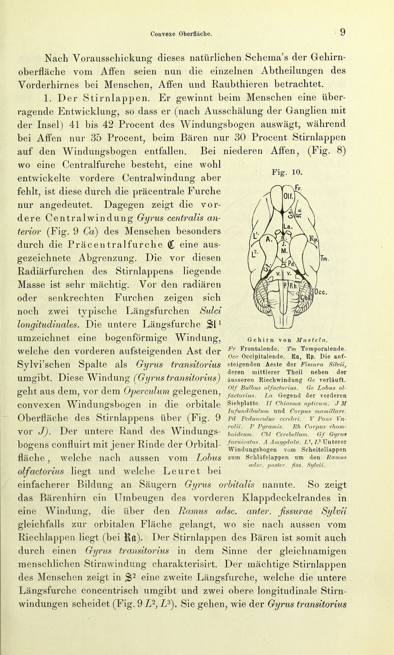Fig. 10. Nach Vorausschickung dieses natürlichen Schema’s der Gehirn- oberfläche vom Affen seien nun die einzelnen Abtheilungen des Vorderhirnes bei Menschen, Affen und Raubthieren betrachtet. 1. Der Stirnlappen. Er gewinnt beim Menschen eine über- ragende Entwicklung, so dass er (nach Ausschälung der Ganglien mit der Insel) 4i bis 42 Procent des Windungsbogen auswägt, während bei Affen nur 35 Procent, beim Bären nur 30 Procent Stirnlappen auf den Windungsbogen entfallen. Bei niederen Affen, (Fig. 8) wo eine Centralfurche besteht, eine wohl entwickelte vordere Centralwindung aber fehlt, ist diese durch die präcentrale Furche nur angedeutet. Dagegen zeigt die vor- dere Centralwindung Gyrus centralis an- terior' (Fig. 9 Ca) des Menschen besonders durch die Präcentralfurche C eine aus- gezeichnete Abgrenzung. Die vor diesen Radiärfurchen des Stirnlappens liegende Masse ist sehr mächtig. Vor den radiären oder senkrechten Furchen zeigen sich noch zwei typische Längsfurchen Sulci longitudinales. Die untere Längsfurche Sl1 umzeichnet eine bogenförmige Windung, Gehirn von Musteia. welche den vorderen aufsteigenden Ast der Fr Fr0I)tale'1(ie- Temporal ende. ° Occ Occipitalende. Ka, tfp. Die auf- Sylvi’schen Spalte als Gyrus transitorius Steigenden Aeste der Fissura Silvii, -p. . TTr* i sri . . v deren mittlerer Theil neben der umgibt. Diese YV mdung (Lyrus transitorius) geht aus dem, vor dem Opercidum gelegenen, convexen Windungsbogen in die orbitale siebplatte. ii chiasma opticum. jm Jnfundibulum und Corpus mamillccre. Oberfläche des Stirnlappens über (Fig. 9 pk Peduncuius cerebri. V Pons Va- t\ t\ i T) i i nrr* i rolii. P Pyramis. Rh Corpus rhom- vor J). Der untere Rand des Wmdungs- hoideum, m cerMium. Gf Gyn,, äusseren Riechwindung Ge verläuft. Olf Bulbus olfactorius. Ge Lobus ol- factorius. La Gegend der vorderen bogens confluirt mit iener Rinde der Orbital- A Amygdaia. o J Windungsbogen vom i L\ Z-2 Unterer Scheitellappen fläche , welche nach aussen vom Lobus znm Schläfelappen um den Ramus . i , adsc. posier, fiss. Sylvii. olfactorius hegt und welche Leuret bei einfacherer Bildung an Säugern Gyrus orbitalis nannte. So zeigt das Bärenhirn ein Umbeugen des vorderen Klappdeckelrandes in eine Windung, die über den Ramus adsc. anter. fissurae Sylvii gleichfalls zur orbitalen Fläche gelangt, wo sie nach aussen vom Riechlappen liegt (bei Ha)- Der Stirnlappen des Bären ist somit auch durch einen Gyrus transitorius in dem Sinne der gleichnamigen menschlichen Stirnwindung charakterisirt. Der mächtige Stirnlappen des Menschen zeigt in S2 eine zweite Längsfurche, welche die untere Längsfurche concentrisch umgibt und zwei obere longitudinale Stirn- windungen scheidet (Fig. 9 1P-, L3). Sie gehen, wie der Gyrus transitorius