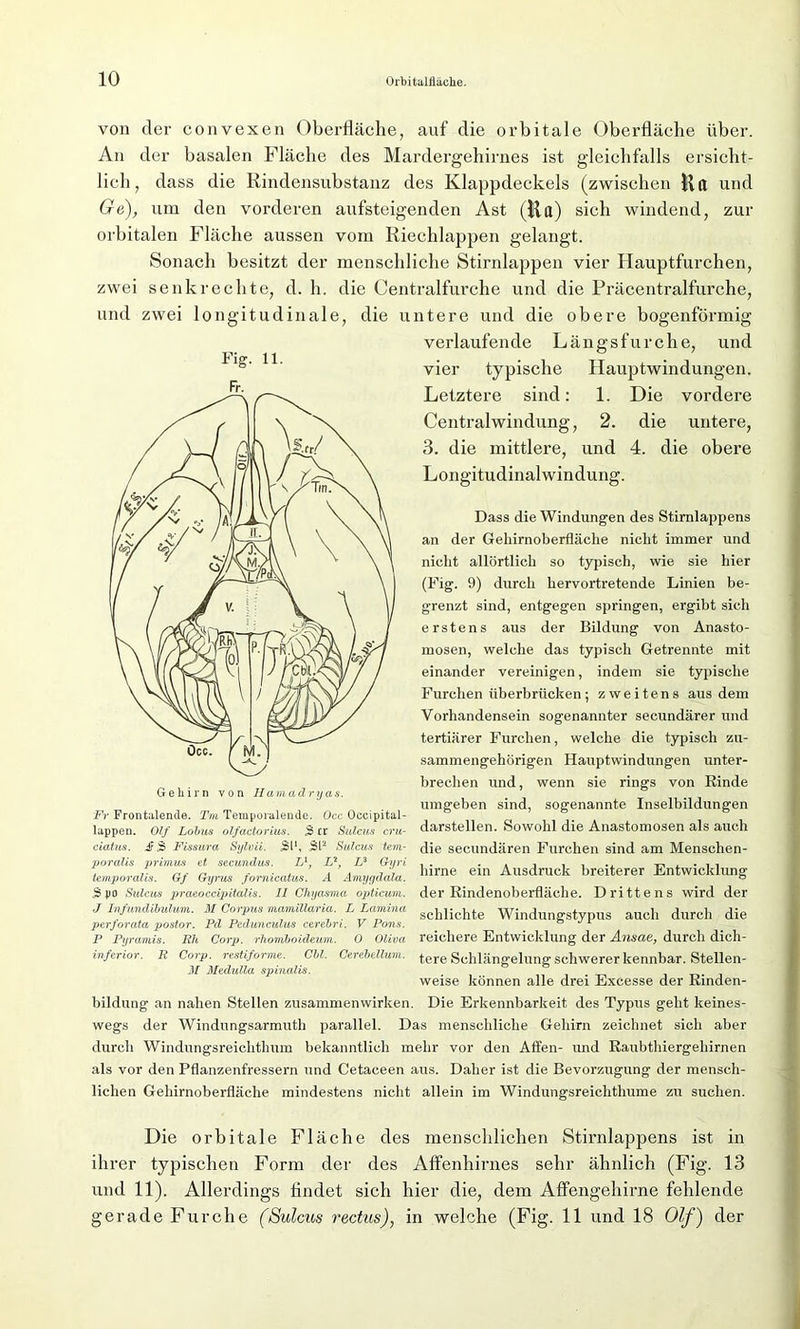 Fig. 11. Fr. von der convexen Oberfläche, auf die orbitale Oberfläche über. An der basalen Fläche des Mardergehirnes ist gleichfalls ersicht- lich, dass die Rindensubstanz des Klappdeckels (zwischen Hfl und Ge), um den vorderen aufsteigenden Ast (Ha) sich windend, zur orbitalen Fläche aussen vom Riechlappen gelangt. Sonach besitzt der menschliche Stirnlappen vier Hauptfurchen, zwei senkrechte, d. h. die Centralfurche und die Präcentralfurche, und zwei longitudinale, die untere und die obere bogenförmig verlaufende Längsfurche, und vier typische Hauptwindungen. Letztere sind: 1. Die vordere Centralwindung, 2. die untere, 3. die mittlere, und 4. die obere Longitudinalwindung. Dass die Windungen des Stirnlappens an der Gekirnoberfläche nicht immer und nicht allörtlich so typisch, wie sie hier (Fig. 9) durch hervortretende Linien be- grenzt sind, entgegen springen, ergibt sich erstens aus der Bildung von Anasto- mosen, welche das typisch Getrennte mit einander vereinigen, indem sie typische Furchen überbrücken; zweitens aus dem Vorhandensein sogenannter secundärer und tertiärer Furchen, welche die typisch zu- sammengehörigen Hauptwindungen unter- brechen und, wenn sie rings von Rinde umgeben sind, sogenannte Inselbildungen darstellen. Sowohl die Anastomosen als auch die secundären Furchen sind am Menschen- hirne ein Ausdruck breiterer Entwicklung der Rindenoberfläche. Drittens wird der schlichte Windungstypus auch durch die reichere Entwicklung der Ansae, durch dich- tere Schlängelung schwerer kennbar. Stellen- weise können alle drei Excesse der Rinden- Die Erkennbarkeit des Typus geht keines- wegs der Windungsarmuth parallel. Das menschliche Gehirn zeichnet sich aber durch Windungsreichthum bekanntlich mehr vor den Affen- und Raubthiergehirnen als vor den Pflanzenfressern und Cetaceen aus. Daher ist die Bevorzugung der mensch- lichen Gehirnoberfläche mindestens nicht allein im Windungsreichthume zu suchen. Gehirn von Hamadryas. Fr Frontalende. Tm Temporalende. Occ Oecipital- lappen. Olf Lohns olfactorius. S er Sulcus cru- ciatus. 4? 3 Flssura Sylvii. 311, 3l2 Sulcus tem- poralis primus et secundus. L1, L1, I? Gyri temporalis. Gf Gyrus fornicatus. .4 Amygdala. 3 po Sulcus praeoccipitalis. 11 Cliyasma opticuni. J Infundibulum. M Corpus mamillaria. L Lamina perforata postor. Pd Pedunculus cerehri. V Pons. P Pyramis. PU Corp. rhomboideum. 0 Oliva inferior. R Corp. restiforme. Chi. Cerehellum. M Medulla spinalis. bildung an nahen Stellen Zusammenwirken Die orbitale Fläche des menschlichen Stirnlappens ist in ihrer typischen Form der des Alfenhirnes sehr ähnlich (Fig. 13 und 11). Allerdings findet sich hier die, dem Affengehirne fehlende gerade Furche (Sulcus rectus), in welche (Fig. 11 und 18 Olf) der