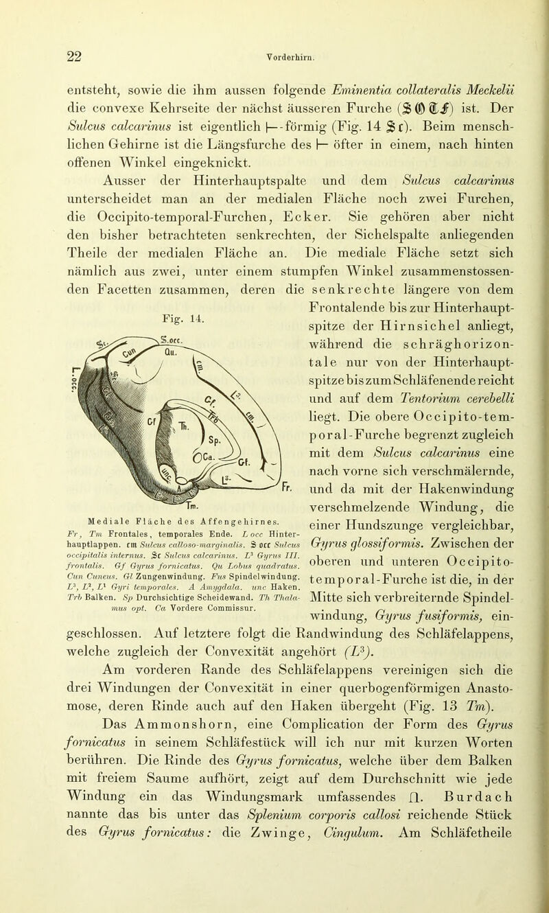 entsteht, sowie die ihm aussen folgende Eminentia collateralis Meckelii die convexe Kehrseite der nächst äusseren Furche ($(ÖÜif) ist. Der Sulcus calcarinus ist eigentlich |—förmig (Fig. 14 &(). Beim mensch- lichen Gehirne ist die Längsfurche des (— öfter in einem, nach hinten offenen Winkel eingeknickt. Ausser der Hinterhauptspalte und dem Sulcus calcarinus unterscheidet man an der medialen Fläche noch zwei Furchen, die Occipito-temporal-Furchen, Ecker. Sie gehören aber nicht den bisher betrachteten senkrechten, der Sichelspalte anliegenden Theile der medialen Fläche an. Die mediale Fläche setzt sich nämlich aus zwei, unter einem stumpfen Winkel zusammenstossen- den Facetten zusammen, deren die senkrechte längere von dem Frontalende bis zur Hinterhaupt- spitze der Hirnsichel anliegt, während die schräghorizon- tale nur von der Hinterhaupt- spitze bis zum Schläfenende reicht und auf dem Tentorium cerebelli liegt. Die obere Occipito-tem- p oral-Furche begrenzt zugleich mit dem Sulcus calcarinus eine nach vorne sich verschmälernde, und da mit der Hakenwindung verschmelzende Windung, die Mediale Flache des Affengehirnes. einer Hundszunge vergleichbar, Fr, Tm Frontales, temporales Ende. Locc Hinter- 7 . . r . hauptlappen, rnt Sulcus calloso-marginalis. S occ Sulcus GrffVUS CjuOSsifOI'Wl'lS. ^WlScll6Il d.61* occipitalis internus. Sc Sulcus calcarinus. I? Gurus III. -i i , r\ • • > frontalis. Gf Gyrus fornicatus. Qu Lohns quadratus. 0D6I6I1 lind. UntörCIl JCCipitO- Cun Cuneus. Gl Zungenwindung. Fus Spindel Windung, t e mp 0 ral-Furche ist die, in der Lz, L2, Lx Gyri temporales. A Ämygdala. unc Haken. 1 Tri Balken. Sp Durchsichtige Scheidewand. Th Thala- Mitte sich Verbreiternde Spindel- mus opt. Ca Vordere Commissur. . ^ c • r Windung, bryrus jusijormis, ein- geschlossen. Auf letztere folgt die Randwindung des Schläfelappens, welche zugleich der Convexität angehört (L3/). Am vorderen Rande des Schläfelappens vereinigen sich die drei Windungen der Convexität in einer querbogenförmigen Anasto- mose, deren Rinde auch auf den Haken übergeht (Fig. 13 Tm). Das Ammonshorn, eine Complication der Form des Gyrus fornicatus in seinem Schläfestück will ich nur mit kurzen Worten berühren. Die Rinde des Gyrus fornicatus, welche über dem Balken mit freiem Saume aufhört, zeigt auf dem Durchschnitt wie jede Windung ein das Windungsmark umfassendes fl. Bur dach nannte das bis unter das Splenium corporis callosi reichende Stück des Gyrus fornicatus: die Zwinge, Cingulum. Am Schläfetheile