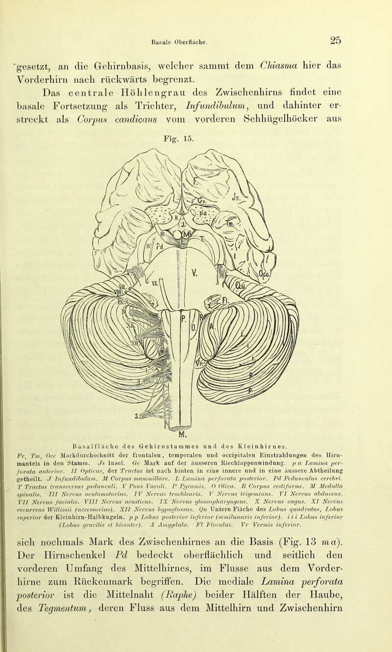 'gesetzt, an die Gehirnbasis, welcher sammt dem Cliiasma hier das Vorderhirn nach rückwärts begrenzt. Das centrale Höhlengrau des Zwischenhirns findet eine basale Fortsetzung als Trichter, Infundibulum, und dahinter er- streckt als Corpus candicum vom vorderen Sehhügelhöcker aus Fig. 15. Basal fläche des Gehirn Stammes und des Kleinhirnes. Fr, Tm, Occ Markdurehschuitt der frontalen, temporalen und occipitalen Einstrahlungen des Hirn- mantels in den Stamm. Js Insel. Ge Mark auf der äusseren Kiechlappenwindung. pcb Lamina per- forata anterior. II Opticus, der Tractus ist nach hinten in eine innere und in eine äussere Abtheilung getheilt. J Infundibulum. M Corpus mammillare. L Lamina perforata posterior. Pd Pedunculus cerebri. T Tractus transversus pedunculi. V Pons Varoli. P Pjjrcimis. O Oliva. R Corpus restiforme. M Medulla spinalis. III Nervus oculomotorius. IV Nervus trochlearis. V Nervus trigeminus. VI Nervus abducens. VII Nervus facialis. VIII Nervus acusticus. IX Nervus glossopliaryngeus. X Nervus vagus. XI Nervus recurrens Willissii (accessorius). XII Nervus Tiypoglossus. Qu Untere Fläche des Lobus quadratus, Lobus superior der Kleinhirn-Halbkugeln, pp Lobus posterior inferior (semilunaris inferior), i i i Lobus inferior (Lobus gracilis et biventer). A Arnygclala. Fl Floculus. Vr Vermis inferior. sich nochmals Mark des Zwischenhirnes an die Basis (Fig. 13 md). Der Hirnschenkel Pd bedeckt oberflächlich und seitlich den vorderen Umfang des Mittelhirnes, im Flusse aus dem Vorder- hirne zum Rückenmark begriffen. Die mediale Lamina perforata posterior ist die Mittelnaht (Raphe) beider Hälften der Haube, des Tegmentum, deren Fluss aus dem Mittelhirn und Zwischenhirn