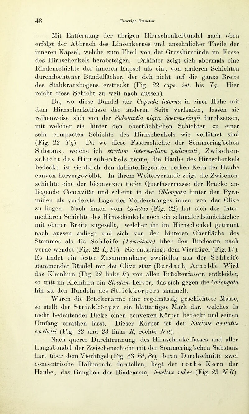 Mit Entfernung der übrigen Hirnsehenkelbündel nach oben erfolgt der Abbruch des Linsenkernes und ansehnlicher Theile der inneren Kapsel, welche zum Theil von der Grosshirnrinde im Fusse des Hirnschenkels herabsteigen. Dahinter zeigt sich abermals eine Rindenschichte der inneren Kapsel als ein, von anderen Schichten durchflochtener Bündelfächer, der sich nicht auf die ganze Breite des Stabkranzbogens erstreckt (Fig. 22 caps. int. bis Tg. Hier reicht diese Schicht zu weit nach aussen). Da, wo diese Bündel der Capsula interna in einer Höhe mit dem Hirnschenkelfusse der anderen Seite verlaufen, lassen sie reihenweise sich von der Substantia nigra Soemmeringii durchsetzen, mit welcher sie hinter den oberflächlichen Schichten zu einer sehr compacten Schichte des Hirnschenkels wie verlöthet sind (Fig. 22 Tg). Da wo diese Faserschichte der Sömmering’schen Substanz, welche ich stratum mtermedium pedunculi, Zwischen- schicht des Hirn schenk eis nenne, die Haube des Hirnschenkels bedeckt, ist sie durch den dahinterliegenden rothen Kern der Haube convex hervorgewölbt. In ihrem Weiterverlaufe zeigt die Zwischen- schichte eine der biconvexen tiefen Querfasermasse der Brücke an- liegende Concavität und scheint in der Oblongata hinter den Pyra- miden als vorderste Lage des Vorderstranges innen von der Olive zu liegen. Nach innen vom Quintus (Fig. 22) hat sich der inter- mediären Schichte des Hirnschenkels noch ein schmaler Bündelfächer mit oberer Breite zugesellt, welcher ihr im Hirnschenkel getrennt nach aussen anliegt und sich von der hinteren Oberfläche des Stammes als die Schleife (Lemniscus) über den Bindearm nach vorne wendet (Fig. 22 L, Pr). Sie entspringt dem Vierhügel (Fig. 17). Es findet ein fester Zusammenhang zweifellos aus der Schleife stammender Bündel mit der Olive statt (Burdach, Arnold). Wird das Kleinhirn (Fig. 22 links R) von allen Brückenfasern entkleidet, so tritt im Kleinhirn ein Stratum hervor, das sich gegen die Oblongata hin zu den Bündeln des Strickkörpers sammelt. Waren die Brückenarme eine regelmässig geschichtete Masse, so stellt der Strickkörper ein blattartiges Mark dar, welches in nicht bedeutender Dicke einen convexen Körper bedeckt und seinen Umfang errathen lässt. Dieser Körper ist der Nucleus dentatus cerebelli (Fig. 22 und 23 links R, rechts Nd). Nach querer Durchtrennung des Hirnschenkelfusses und aller Längsbündel der Zwischenschicht mit der Sömmering’schen Substanz hart über dem Vierhügel (Fig. 23 Pd, St), deren Durchschnitte zwei concentrische Halbmonde darstellen, liegt der rot he Kern der Haube, das Ganglion der Bindearme, Nucleus ruber (Fig. 23 NR).