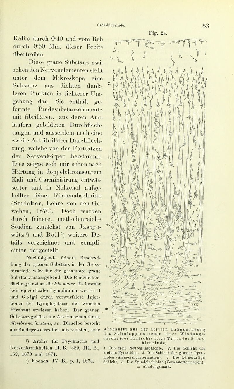 Kalbe durch 0'40 und vom Reh durch 050 Mm. dieser Breite übertroffen. Diese graue Substanz zwi- schen den Nervenelementen stellt unter dem Mikroskope eine Substanz aus dichten dunk- leren Punkten in lichterer Um- gebung dar. Sie enthält ge- formte Bindesubstanzelemente mit fibrillären, aus deren Aus- läufern gebildeten Durchflech- tungen und ausserdem noch eine zweite Art fibrillärer Durchflech- tung, welche von den Fortsätzen der Nervenkörper herstammt. Dies zeigte sich mir schon nach Härtung in doppelchromsaurem Kali und Carminisirung entwäs- serter und in Nelkenöl aufge- hellter feiner Rindenabschnitte (Stricker, Lehre von den Ge- weben, 1870). Doch wurden durch feinere, methodenreiche Studien zunächst von Jast/o- witz1) und Boll'2) weitere De- tails verzeichnet und compli- cirter dargestellt. Nachfolgende feinere Beschrei- bung der grauen Substanz in der Gross- hirnrinde wäre für die gesammte graue Substanz maassgebend. Die Rindenober- fläche grenzt an die Pia mater. Es bestellt kein epicorticaler Lymphraum, wie Boll und Golgi durch vorwurfslose Injec- tionen der Lymphgefässe der weichen Hirnhaut erwiesen haben. Der grauen Substanz gehört eine Art Grenzmembran, Membrana limitans, an. Dieselbe besteht aus Bindegewebszellen mit feinsten, sehr ') Archiv für Psychiatrie und Nervenkrankheiten II. B., 389, III. B., 162, 1870 und 1871. 2) Ebenda. IV. B., p. 1, 1874. Fig. 24. Abschnitt aus der dritten Längs Windung des Stirnlappens neben einer AYindungs- furche (der fünfschichtige Typus der Gross- hirnrinde). 1. Die freie Neurogliaschichte. 2. Die Schicht der kleinen Pyramiden. 3. Die Schicht der grossen Pyra- miden (Ammonshornformation). 4. Die körnerartige Schicht. 5. Die Spindelschichte (Vormauerformation), »t AVindungsmark.