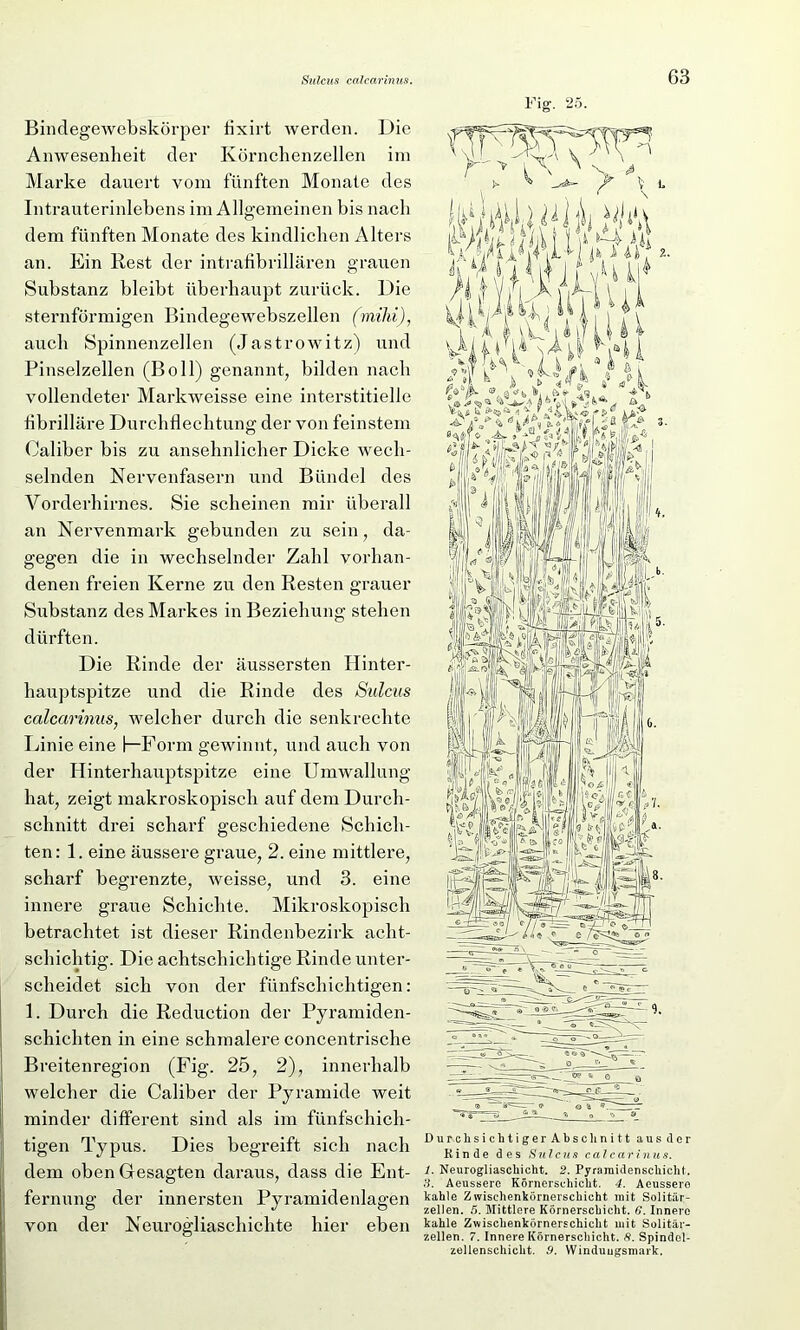 Sulcus calcarinus. Fig. 25. 63 Bindegewebskörper fixirt werden. Die Anwesenheit der Körnchenzellen im Marke dauert vom fünften Monate des Intrauterinlebens im Allgemeinen bis nach dem fünften Monate des kindlichen Alters an. Ein Rest der intrafibrillären grauen Substanz bleibt überhaupt zurück. Die sternförmigen Bindegewebszellen (mihi), auch Spinnenzellen (Jastrowitz) und Pinselzellen (Bo 11) genannt, bilden nach vollendeter Markweisse eine interstitielle fibrilläre Durchflechtung der von feinstem Oaliber bis zu ansehnlicher Dicke wech- selnden Nervenfasern und Bündel des Vorderhirnes. Sie scheinen mir überall an Nervenmark gebunden zu sein, da- gegen die in wechselnder Zahl vorhan- denen freien Kerne zu den Resten grauer Substanz des Markes in Beziehung stehen dürften. Die Rinde der äussersten Hinter- hauptspitze und die Rinde des Sulcus calcarinus, welcher durch die senkrechte Linie eine 1—Form gewinnt, und auch von der Hinterhauptspitze eine Umwallung hat, zeigt makroskopisch auf dem Durch- schnitt drei scharf geschiedene Schich- ten: 1. eine äussere graue, 2. eine mittlere, scharf begrenzte, weisse, und 3. eine innere graue Schichte. Mikroskopisch betrachtet ist dieser Rindenbezirk acht- schichtig. Die achtschichtige Rinde unter- scheidet sich von der fünfschichtigen: 1. Durch die Reduction der Pyramiden- schichten in eine sclnnalere concentrisclie Breitenregion (Fig. 25, 2), innerhalb welcher die Caliber der Pyramide weit minder different sind als im fünfschich- tigen Typus. Dies begreift sich nach dem oben Gesagten daraus, dass die Ent- fernung der innersten Pyramidenlagen von der Neurogliaschiclite hier eben DurchsichtigerAbschnitt aus der Rinde des Sulcus calcarinus. 1. Neurogliaschicht. 2. Pyrarnidenscliicht. 3. Aeusserc Körnersehicht. 4. Aeussere kahle Zwisehenkörnersckicht mit Solitär- zellen. 5. Mittlere Körnerschicht. 6. Innere kahle Zwischenkörnerschicht mit Solitär- zellen. 7. Innere Körnerschicht. S. Spindel- zellenschicht. 9. Winduugsmark.