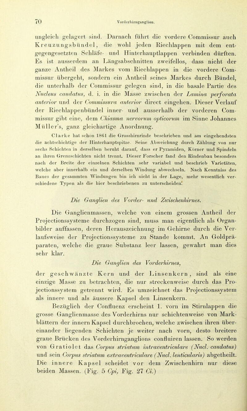 ungleich gelagert sind. Darnach führt die vordere Commissur auch Kreuzungsbündel, die wohl jeden Riechlappen mit dem ent- gegengesetzten Schläfe- und Hinterhauptlappen verbinden dürften. Es ist ausserdem an Längsabschnitten zweifellos, dass nicht der ganze Antheil des Markes vom Riechlappen in die vordere Com- missur übergeht, sondern ein Antheil seines Markes durch Bündel, die unterhalb der Commissur gelegen sind, in die basale Partie des Nucleus caudatus, d. i. in die Masse zwischen der Lamina perforata anterior und der Commissura anterior direct eingehen. Dieser Verlauf der Riechlappenbündel inner- und ausserhalb der vorderen Com- missur gibt eine, dem Chiasma nervorum opticorum im Sinne Johannes Müller’s, ganz gleichartige Anordnung. Clarke hat schon 1861 die Grosshirnrinde beschrieben nnd am eingehendsten die achtschichtige der Hinterhanptspitze. Seine Abweichung durch Zählung von nur sechs Schichten in derselben beruht darauf, dass er Pyramiden, Körner und Spindeln an ihren Grenzschichten nicht trennt. Dieser Forscher fand den Rindenbau besonders nach der Breite der einzelnen Schichten sehr variabel und beschrieb Varietäten, welche aber innerhalb ein und derselben Windung abwechseln. Nach Kenntniss des Baues der gesammten Windungen bin ich nicht in der Lage, mehr wesentlich ver- schiedene Typen als die hier beschriebenen zu unterscheiden! Die Ganglien des Vorder- und Zwischenhirnes. Die Ganglienmassen, welche von einem grossen Antheil der Projectionssysteme durchzogen sind, muss man eigentlich als Organ- bilder auffassen, deren Herauszeichnung im Gehirne durch die Ver- laufsweise der Projectionssysteme zu Stande kommt. An Goldprä- paraten, welche die graue Substanz leer lassen, gewahrt man dies sehr klar. Die Ganglien des Vorderhirnes, der geschwänzte Kern und der Linsenkern, sind als eine einzige Masse zu betrachten, die nur streckenweise durch das Pro- jectionssystem getrennt wird. Es umzeichnet das Projectionssystem als innere und als äussere Kapsel den Linsenkern. Bezüglich der Confluenz erscheint 1. vorn im Stirnlappen die grosse Ganglienmasse des Vorderhirns nur schichtenweise von Mark- blättern der innern Kapsel durchbrochen, welche zwischen ihren über- einander liegenden Schichten je weiter nach vorn, desto breitere graue Brücken des Vorderhirnganglions confluiren lassen. So werden von Gratiolet das Corpus Striatum intraventriculare (Nucl. caudatus) und sein Corpus striatum extraventricidare (Nucl. lenticularis) abgetheilt. Die innere Kapsel scheidet vor dem Zwischenhirn nur diese beiden Massen. (Fig. 5 Cpi, Fig. 27 Ci.)