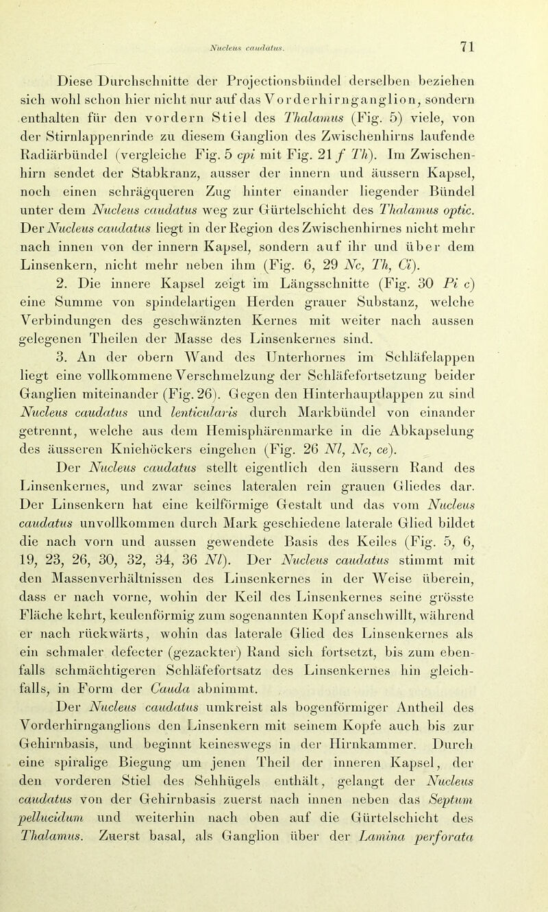 Diese Durchschnitte der Projectionsbündip derselben beziehen sich wohl schon hier nicht nur auf das V orderhirnganglion, sondern enthalten für den vordem Stiel des Thalamus (Fig. 5) viele, von der Stirnlappenrinde zu diesem Ganglion des Zwischenhirns laufende Radiärbündel (vergleiche Fig. 5 cpi mit Fig. 21 f Th). Im Zwischen- hirn sendet der Stabkranz, ausser der innern und äussern Kapsel, noch einen schrägqueren Zug hinter einander liegender Bündel unter dem Nucleus eaudatus weg zur Gürtelschicht des Thalamus optic. Dev Nucleus eaudatus liegt in der Region des Zwischenhirnes nicht mehr nach innen von der innern Kapsel, sondern auf ihr und über dem Linsenkern, nicht mehr neben ihm (Fig. 6, 29 Nc, Th, Ci). 2. Die innere Kapsel zeigt im Längsschnitte (Fig. 30 Pi c) eine Summe von spindelartigen Herden grauer Substanz, welche Verbindungen des geschwänzten Kernes mit weiter nach aussen gelegenen Theilen der Masse des Linsenkernes sind. 3. An der obern Wand des Unterhornes im Schläfelappen liegt eine vollkommene Verschmelzung der Schläfefortsetzung beider Ganglien miteinander (Fig. 26). Gegen den Hinterhauptlappen zu sind Nucleus eaudatus und lenticularis durch Markbündel von einander getrennt, welche aus dem Hemisphärenmarke in die Abkapselung des äusseren Kniehöckers eingehen (Fig. 26 NI, Nc, ce). Der Nucleus eaudatus stellt eigentlich den äussern Rand des Linsenkernes, und zwar seines lateralen rein grauen Gliedes dar. Der Linsenkern hat eine keilförmige Gestalt und das vom Nucleus eaudatus unvollkommen durch Mark geschiedene laterale Glied bildet die nach vorn und aussen gewendete Basis des Keiles (Fig. 5, 6, 19, 23, 26, 30, 32, 34, 36 NI). Der Nucleus eaudatus stimmt mit den Massenverhältnissen des Linsenkernes in der Weise überein, dass er nach vorne, wohin der Keil des Linsenkernes seine grösste Fläche kehrt, keulenförmig zum sogenannten Kopf anschwillt, während er nach rückwärts, wohin das laterale Glied des Linsenkernes als ein schmaler defecter (gezackter) Rand sich fortsetzt, bis zum eben- falls schmächtigeren Schläfefortsatz des Linsenkernes hin gleich- falls, in Form der Cauda abnimmt. Der Nucleus eaudatus umkreist als bogenförmiger Antheil des Vorderhirnganglions den Linsenkern mit seinem Kopfe auch bis zur Gehirnbasis, und beginnt keineswegs in der Hirnkammer. Durch eine spiralige Biegung um jenen Theil der inneren Kapsel, der den vorderen Stiel des Sehhügels enthält, gelangt der Nucleus eaudatus von der Gehirnbasis zuerst nach innen neben das Septum pellucidum und weiterhin nach oben auf die Gürtelschicht des Thalamus. Zuerst basal, als Ganglion über der Lamina perforata