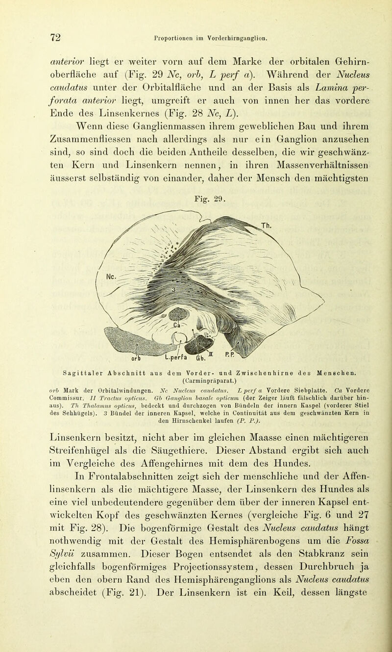 anterior liegt er weiter vorn auf dem Marke der orbitalen Gehirn- oberlläche auf (Fig. 29 Nc, orb, L perf d). Während der Nucleus caudatus unter der Orbitalfläche und an der Basis als Lamina per- forata anterior liegt, umgreift er auch von innen her das vordere Ende des Linsenkernes (Fig. 28 Nc, L). Wenn diese Ganglienmassen ihrem geweblichen Bau und ihrem Zusammenfliessen nach allerdings als nur ein Ganglion anzusehen sind, so sind doch die beiden Antheile desselben, die wir geschwänz- ten Kern und Linsenkern nennen, in ihren Massenverhältnissen äusserst selbständig von einander, daher der Mensch den mächtigsten Fig. 29. Sagittaler Abschnitt aus dem Vorder- und Zwischenhirne des Menschen. (Carminpräparat.) orb Mark der Orbitalwindungen. Ne Nucleus caudatus. L perf a Vordere Siebplatte. Ca Vordere Commissur. II Tractus opticus. Gb Ganglion basale opticim (der Zeiger läuft fälschlich darüber hin- aus). Th Thalamus opticus, bedeckt und durchzogen von Bündeln der innern Ivaspel (vorderer Stiel des Sehhügels). 3 Bündel der inneren Kapsel, welche in Continuität aus dem geschwänzten Kern in den Hirnschenkel laufen (P. P.J. Linsenkern besitzt, nicht aber im gleichen Maasse einen mächtigeren Streifenhügel als die Säugethiere. Dieser Abstand ergibt sich auch im Vergleiche des Affengehirnes mit dem des Hundes. In Frontalabschnitten zeigt sich der menschliche und der Affen- linsenkern als die mächtigere Masse, der Linsenkern des Hundes als eine viel unbedeutendere gegenüber dem über der inneren Kapsel ent- wickelten Kopf des geschwänzten Kernes (vergleiche Fig. 6 und 27 mit Fig. 28). Die bogenförmige Gestalt des Nucleus caudatus hängt nothwendig mit der Gestalt des Hemisphärenbogens um die Fossa Sylvii zusammen. Dieser Bogen entsendet als den Stabkranz sein gleichfalls bogenförmiges Projectionssystem, dessen Durchbruch ja eben den obern Rand des Hemisphärenganglions als Nucleus caudatus abscheidet (Fig. 21). Der Linsenkern ist ein Keil, dessen längste