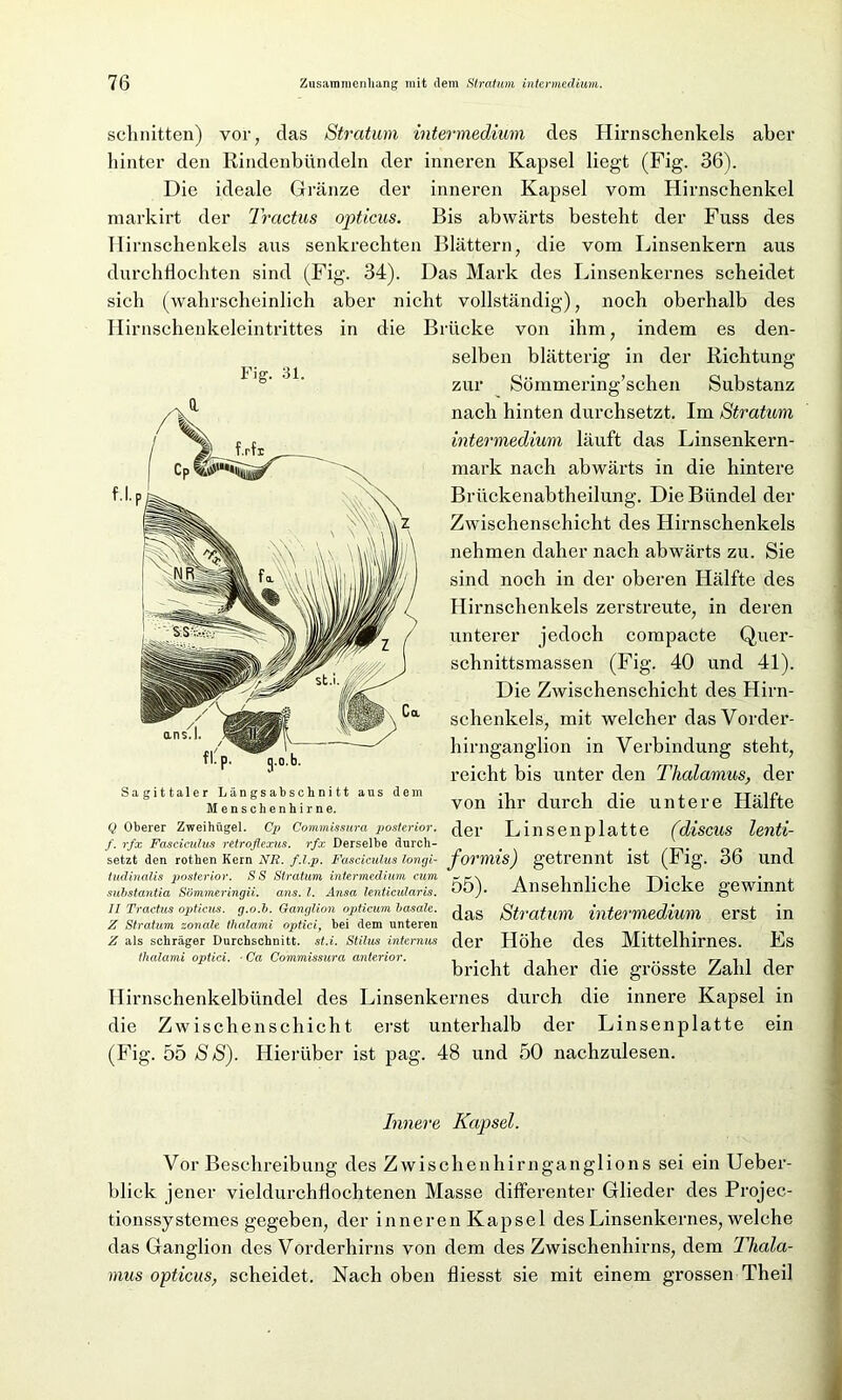 Hirnschenkeleintrittes Fig. 31. schnitten) vor, das Stratum intermedium des Hirnschenkels aber hinter den Rindenbündeln der inneren Kapsel liegt (Fig. 36). Die ideale Gränze der inneren Kapsel vom Hirnschenkel markirt der Tractus opticus. Bis abwärts besteht der Fuss des Hirnschenkels aus senkrechten Blättern, die vom Linsenkern aus durchdochten sind (Fig. 34). Das Mark des Linsenkernes scheidet sich (wahrscheinlich aber nicht vollständig), noch oberhalb des in die Brücke von ihm, indem es den- selben blätterig in der Richtung zur Sömmering’schen Substanz nach hinten durchsetzt. Im Stratum intermedium läuft das Linsenkern- mark nach abwärts in die hintere Brückenabtheilung. Die Bündel der Zwischenschicht des Hirnschenkels nehmen daher nach abwärts zu. Sie sind noch in der oberen Hälfte des Hirnschenkels zerstreute, in deren unterer jedoch compacte Quer- schnittsmassen (Fig. 40 und 41). Die Zwischenschicht des Hirn- schenkels, mit welcher das Vorder- hirnganglion in Verbindung steht, reicht bis unter den Thalamus, der von ihr durch die untere Hälfte der Linsenplatte (discus lenti- Sagittaler Längsabschnitt aus dem Menschenhirne. Q Oberer Zweihügel. Cp Commissura posterior. f. rfx Fasciculus retroflexus. rfx Derselbe durch- # . setzt den rothen Kern NR. f.l.p. Fasciculus longi- formis) getrennt ist (Fig. 36 und tudinalis posterior. SS Stratum intermedium cum * i t i ta* l • . Dö). Ansehnliche Dicke gewinnt SS Stratum intermedium cum substantia Sommeringii. ans. I. Ansa lenticularis. II Tractus opticus, g.o.b. Ganglion opticum basale. Z Stratum zonale thalami optici, bei dem unteren Z als schräger Durchschnitt, st.i. Stilus intermcs tlialami optici. ■ Ca Commissura anterior. das Stratum intermedium erst in der Höhe des Mittelhirnes. Es bricht daher die grösste Zahl der Hirnschenkelbündel des Linsenkernes durch die innere Kapsel in die Zwischenschicht erst unterhalb der Linsenplatte ein (Fig. 55 SS). Hierüber ist pag. 48 und 50 nachzulesen. Innere Kapsel. Vor Beschreibung des Zwischenhirnganglions sei ein Ueber- blick jener vieldurchÜochtenen Masse differenter Glieder des Projec- tionssystemes gegeben, der inneren Kapsel des Linsenkernes, welche das Ganglion des Vorderhirns von dem des Zwischenhirns, dem Thala- mus opticus, scheidet. Nach oben fliesst sie mit einem grossen Theil
