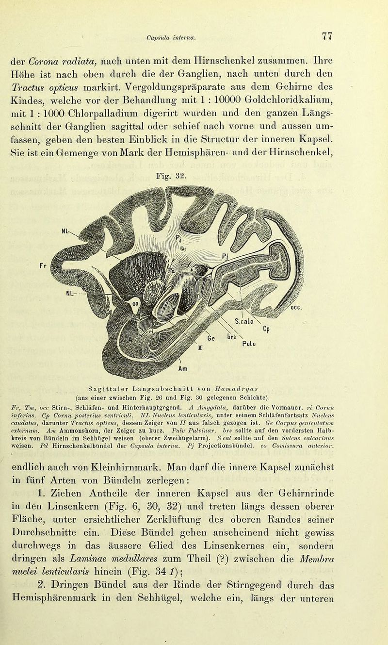 der Corona radiata, nach unten mit dem Hirnschenkel zusammen. Ihre Höhe ist nach oben durch die der Ganglien, nach unten durch den Tr actus opticus markirt. Vergoldungspräparate aus dem Gehirne des Kindes, welche vor der Behandlung mit 1 : 10000 Goldchloridkalium, mit 1 : 1000 Chlorpalladium digerirt wurden und den ganzen Längs- schnitt der Ganglien sagittal oder schief nach vorne und aussen um- fassen, geben den besten Einblick in die Structur der inneren Kapsel. Sie ist ein Gemenge von Mark der Hemisphären- und der Hirnschenkel, Fig. 32. Fr Sagittaler Längsabschnitt von Ilamadryas (ans einer zwischen Fig. 2G und Fig. 30 gelegenen Schichte). Fr, Tm, occ Stirn-, Schläfen- und Hinterhanptgegend. A Amygdala, darüber die Vormauer, ri Cornu inferius. Cp Cornu posterius venfriculi. NL Nucleus lenticularis, unter seinem Schläfenfortsatz Nucleus caudatus, darunter Tractus opticus, dessen Zeiger von II aus falsch gezogen ist. Ge Corpus geniculatum externum. Am Ammonshorn, der Zeiger zu kurz. Pulv Pulvinar. hrs sollte auf den vordersten Halb- kreis von Bündeln im Sehhügel weisen (oberer Zweihügelarm). Seal sollte auf den Sulcus calcarinus weisen. Pd Hirnschenkelbündel der Capsula interna. Pj Projectionsbündel. co Comissura anterior. endlich auch von Kleinhirnmark. Man darf die innere Kapsel zunächst in fünf Arten von Bündeln zerlegen: 1. Ziehen Antheile der inneren Kapsel aus der Gehirnrinde in den Linsenkern (Fig. 6, 30, 32) und treten längs dessen oberer Fläche, unter ersichtlicher Zerklüftung des oberen Randes seiner Durchschnitte ein. Diese Bündel gehen anscheinend nicht gewiss durchwegs in das äussere Glied des Linsenkernes ein, sondern dringen als Laminae medidlares zum Theil (?) zwischen die Membra nuclei lenticularis hinein (Fig. 34 1); 2. Dringen Bündel aus der Rinde der Stirngegend durch das Hemisphärenmark in den Sehhügel, welche ein, längs der unteren