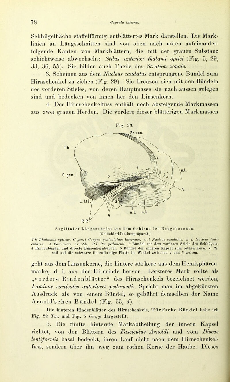 Sehhügelfläche staffelförmig entblättertes Mark darstellen. Die Mark- linien an Längsschnitten sind von oben nach unten aufeinander- folgende Kanten von Markblättern, die mit der grauen Substanz schichtweise abwechseln: Stilus anterior ihalami optici (Fig. 5, 29, 33, 36, 55). Sie bilden auch Theile des Stratum zonale. 3. Scheinen aus dem Nucleus caudatus entsprungene Bündel zum Hirnschenkel zu ziehen (Fig. 29). Sie kreuzen sich mit den Bündeln des vorderen Stieles, von deren Hauptmasse sie nach aussen gelegen sind und bedecken von innen her den Linsenkern. 4. Der Hirnschenkelfuss enthält noch absteigende Markmassen aus zwei grauen Herden. Die vordere dieser blätterigen Markmassen Fig. 33. Sagittaler Längsschnitt aus dem Gehirne des Neugeborenen. (Goldchloridkaliumpräparat.) Th Thalamus opticus. C.gen.i Corpus geniculatum internum. n.l Nucleus caudatus. n.L Nucleus lenti- cularis. A Fasciculus Arnoldi. PP Pes pedunculi. 2 Bündel aus dem vorderen Stiele des Sehhügels. 4 Rindenbündel und directe Linsenkernbündel. 5 Bündel der inneren Kapsel zum rothen Kern. L. Itf. soll auf die schwarze linsenförmige Platte im Winkel zwischen 4 und 5 weisen. geht aus dem Linsenkerne, die hintere stärkere aus dem Hemisphären- marke, d. i. aus der Hirnrinde hervor. Letzteres Mark sollte als „vordere Rindenblätter“ des Hirnschenkels bezeichnet werden, Laminae corticales anteriores pedunculi. Spricht man im abgekürzten Ausdruck als von einem Bündel, so gebührt demselben der Name Arnold’sches Bündel (Fig. 33, 4). Die hinteren Rindenblätter des Hirnschenkels, Tiirk’sclie Bündel habe ich Fig. 22 Tm, und Fig. 5 Om,p dargestellt. 5. Die fünfte hinterste Markabtheilung der innern Kapsel richtet, von den Blättern des Fasciculus Arnoldi und vom Discus lentiformis basal bedeckt, ihren Lauf nicht nach dem Hirnschenkel- fuss, sondern über ihn weg zum rothen Kerne der Haube. Dieses