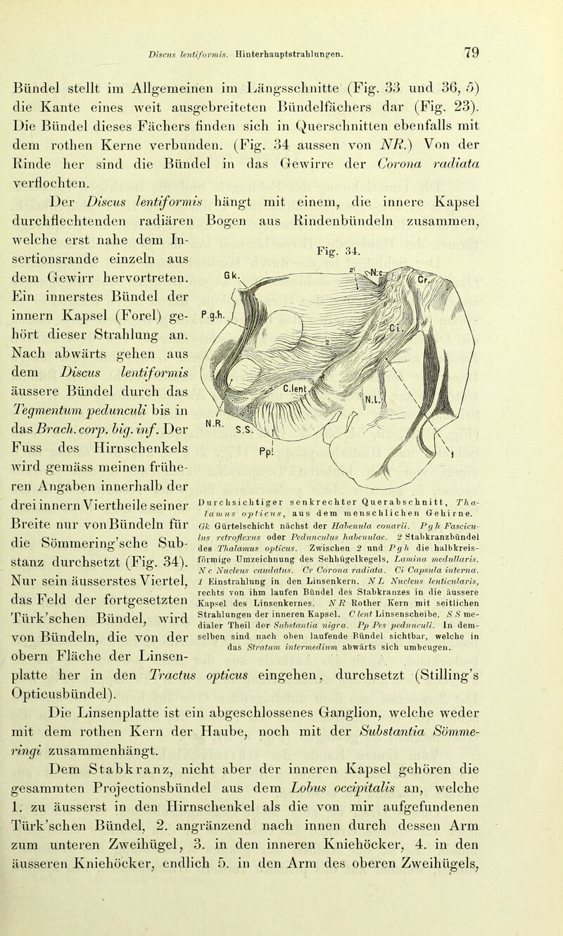 Bündel stellt im Allgemeinen im Längsschnitte (Fig. 33 und 36, 5) die Kante eines weit ausgebreiteten Bündelfächers dar (Fig. 23). Die Bündel dieses Fächers finden sich in Querschnitten ebenfalls mit dem rothen Kerne verbunden. (Fig. 34 aussen von NR.) Von der Rinde her sind die Bündel in das Gfewirre der Corona radiata verflochten. Der Diseus lentiformis hängt mit einem, die innere Kapsel durchflechtenden radiären Bogen aus Rindenbündeln zusammen, welche erst nahe dem In- sertionsrande einzeln aus dem Gewirr hervortreten. Ein innerstes Bündel der innern Kapsel (Forel) ge- hört dieser Strahlung an. Nach abwärts gehen aus dem Diseus lentiformis äussere Bündel durch das Tegmentum pedunculi bis in das Brach, corp. big. inf. Der Fuss des Hirnschenkels wird gemäss meinen frühe- ren Angaben innerhalb der drei innern Viertheile seiner Breite nur von Bündeln für die Sömmering’sche Sub- stanz durchsetzt (Fig. 34). Nur sein äusserstes Viertel, das Feld der fortgesetzten Türk’sehen Bündel, wird von Bündeln, die von der obern Fläche der Linsen- platte her in den Tractus opticus eingehen, durchsetzt (Stilling’s Opticusbündel). Die Linsenplatte ist ein abgeschlossenes Ganglion, welche weder mit dem rothen Kern der Haube, noch mit der Substantia Sömme- ringi zusammenhängt. Dem Stabkranz, nicht aber der inneren Kapsel gehören die gesamraten Projectionsbündel aus dem Lobus occipitalis an, welche 1. zu äusserst in den Hirnschenkel als die von mir aufgefundenen Türk’schen Bündel, 2. angränzend nach innen durch dessen Arm zum unteren Zweihügel, 3. in den inneren Kniehöcker, 4. in den äusseren Kniehöcker, endlich 5. in den Arm des oberen Zweihügels, Fig’. 34. Durchsichtiger senkrechter Querabschnitt, Tha- lamus opticus, aus dem menschlichen Gehirne. Gk Gürtelschicht nächst der Habenida conarii. Pg h Fascicu- lus retroflexus oder Peduncul\is habenulae. 2 Stabkranzbündel des Thalamus opticus. Zwischen 2 und Pgh die halbkreis- förmige Urazeichnung des Sehhügelkegels, Lamina meclullaris. N c Nueleus caudatus. Cr Corona radiata. Ci Capsida interna. 1 Einstrahlung in den Linsenkern. NL Nueleus lenticularis, rechts von ihm laufen Bündel des Stabkranzes in die äussere Kapsel des Linsenkernes. NR Itother Kern mit seitlichen Strahlungen der inneren Kapsel. Clent Linsenscheibe. S S me- dialer Theil der Substantia nigra. Pp Pes pedunculi. ln dem- selben sind nach oben laufende Bündel sichtbar, welche in das Stratum intermedium abwärts sich umbeugeu.