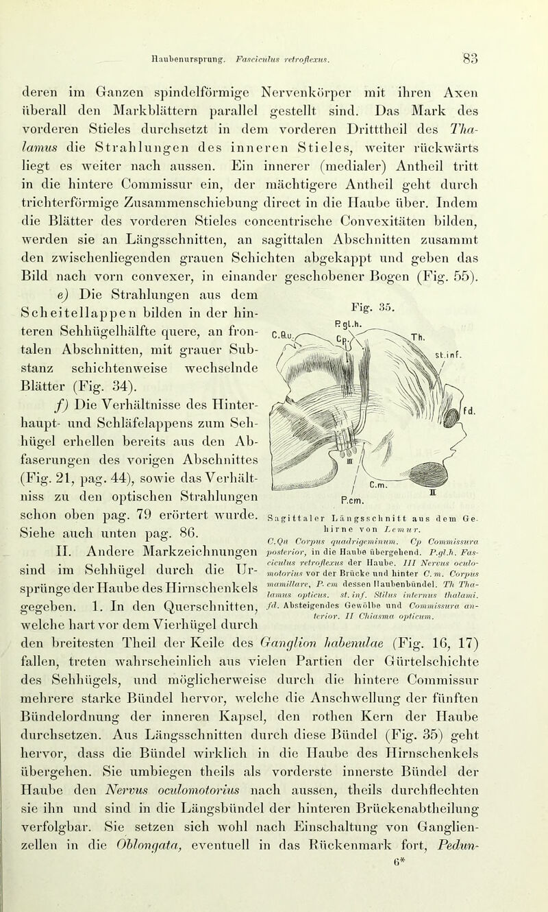 deren im Ganzen spindelförmige Nervenkörper mit ihren Axen überall den Markblättern parallel gestellt sind. Das Mark des vorderen Stieles durchsetzt in dem vorderen Drittthcil des Tha- lamus die Strahlungen des inneren Stieles, weiter rückwärts liegt es weiter nach aussen. Ein innerer (medialer) Antheil tritt der mächtigere Antheil geht durch in die hintere Commissur ein, trichterförmige Zusammenschiebung direct in die ITaube über. Indem die Blätter des vorderen Stieles concentrische Convexitäten bilden, werden sie an Längsschnitten, an sagittalen Abschnitten zusammt den zwischenliegenden grauen Schichten abgekappt und geben das Bild nach vorn convexer, in einander geschobener Bogen (Fig. 55). e) Die Strahlungen aus dem Sch eitel lappe n bilden in der hin- teren Sehhiigelhälfte quere, an fron- talen Abschnitten, mit grauer Sub- stanz schichtenweise wechselnde Blätter (Fig. 34). f) Die Verhältnisse des Hinter- haupt- und Schläfelappens zum Seh- hügel erhellen bereits aus den Ab- faserungen des vorigen Abschnittes (Fig. 21, pag. 44), sowie das Verhält- niss zu den optischen Strahlungen Schon oben pag. 79 eröltert WUlde. Sagittaler Längsschnitt aus dem Ge- Sielie auch unten pag. 86. Ilirne von Lemur- 1 ° # C.Qu Corpus quadrigeminum. Cp Commissura II. Andere Markzeichnungen posterior, in die Haube übergehend. P.gl.h. Fas- . n i | in i i • yy ciculus retroflexus der Haube. III Nervus oculo- SinCl 1111 O0illlUg6l clurcll UIG Ur- motorius vor der Brücke und hinter C.m. Corpus Sprünge der Haube des Hirnschenkels «• *«?*« nauhenhündei. th Th*- I o lamm opticus, st. mf. Stilus internus thalami. gegeben. 1. In den Querschnitten, /<?. Absteigendes Gewölbe und Commissura an- terior. II Chiasma opticum. welche hart vor dem Vierhügel durch den breitesten Theil der Keile des Ganglion habenulae (Fig. 16, 17) fallen, treten wahrscheinlich aus vielen Partien der Gürtelschichte des Sehhügels, und möglicherweise durch die hintere Commissur mehrere starke Bündel hervor, welche die Anschwellung der fünften Bündelordnung der inneren Kapsel, den rothen Kern der Haube durchsetzen. Aus Längsschnitten durch diese Bündel (Fig. 35) geht hervor, dass die Bündel wirklich in die Haube des Hirnschenkels übergehen. Sie umbiegen t.heils als vorderste innerste Bündel der Haube den Nervus oculomotorius nach aussen, theils durchflechten sie ihn und sind in die Längsbündel der hinteren Brückenabtheilung verfolgbar. Sie setzen sich wohl nach Einschaltung von Ganglien- zellen in die öblongata, eventuell in das Rückenmark fort, Pedun- 6*