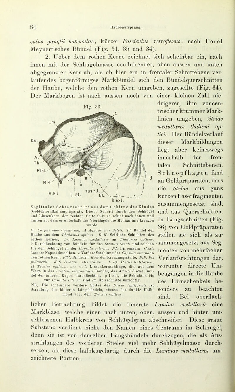 culus ganglii liabenulae, kürzer Fasciculus retroflexus, nach Forel Meynert’sches Bündel (Fig. 31, 35 und 34). 2. Ueber dem rothen Kerne zeichnet sich scheinbar ein, nach innen mit der Sehhügelmasse confluirender, oben aussen und unten abgegrenzter Kern ab, als ob hier ein in frontaler Schnittebene ver- laufendes bogenförmiges Markbündel sich den Bündelquerschnitten der Haube, welche den rothen Kern umgeben, zugesellte (Fig. 34). Der Markbogen ist nach aussen noch von einer kleinen Zahl nie- drigerer, ihm concen- trischer krummer Mark- linien umgeben, Striae medulläres thalami op- tici. Der Bündelverlauf dieser Markbildungen liegt aber keineswegs innerhalb der fron- talen Schnittebenen. Sagittaler Schräg schnitt aus dem Gehirne des Kindes (Goldchloridkaliumpräparat). Dieser Schnitt durch den Sehhügel und Linsenkern der rechten Seite fällt so schief nach innen und hinten ab, dass er unterhalb des Vierhügels die Medianlinie kreuzen würde. Qu Corpus quadrigeminum. A Aquaeductus Sylvii. Th Bündel der Haube aus dem Thalamus opticus. R.K. Seitliche Schichten des rothen Kernes. Lin Laminae medulläres im Thalamus opticus. 2 Durchflechtung von Bündeln für das Stratum zonale und solchen für den Sehhügel in der Capsula interna. NIj Linsenkern. C.ext. äussere Kapsel desselben. 5 Vordere Strahlung der Capsula interna in den rothen Kern. Plhl. Bindearra über der Kreuzungsstelle. P.P. Pes pedunculi. J. S. Stratum intermedium. L. Uf. Discus lentiformis. II Tractus opticus.. ans. n. I. Linsenkernschlinge, die, auf dem Wege in das Stratum intermedium Bündel, das Arnold’sche Bün- del der inneren Kapsel durchflechten, y Insel, die Schichten bis zur Capsula, interna sind im Holzschnitte unrichtig. NB. Die scheinbare vordere Spitze des Disais lentiformis ist Strahlung des hinteren Längsbündels, ebenso der dunkle Halb- mond über dem Tractus opticus. S ch nopfhagen fand an Goldpräparaten, dass die Striae aus ganz kurzen Faserfragmenten zusammengesetzt sind, und aus Querschnitten. In Längsschnitten (Fig. 36) von Goldpräparaten stellen sie sich als zu- • sammengesetzt aus Seg- menten von mehrfachen Verlaufsrichtungen dar, worunter directe Um- beugungen in die Haube des Hirnschenkels be- sonders zu beachten sind. Bei oberfläch- licher Betrachtung bildet die innerste Lamina medullaris eine Markblase, welche einen nach unten, oben, aussen und hinten um- schlossenen Halbkreis von Sehhügelgrau abschneidet. Diese graue Substanz verdient nicht den Namen eines Centrums im Sehhügel, denn sie ist von denselben Längsbündeln durchzogen, die als Aus- strahlungen des vorderen Stieles viel mehr Sehhügelmasse durch- setzen, als diese halbkugelartig durch die Laminae medulläres um- zeichnete Portion.