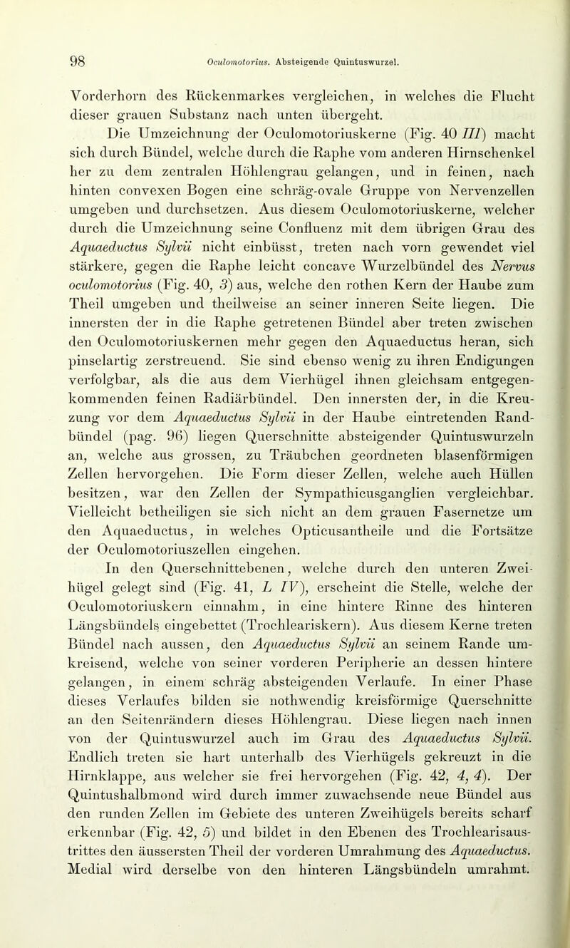 Vorderhorn des Rückenmarkes vergleichen, in welches die Flucht dieser grauen Substanz nach unten übergeht. Die Umzeichnung der Oculomotoriuskerne (Fig. 40 III) macht sich durch Bündel, welche durch die Raphe vom anderen Hirnschenkel her zu dem zentralen Höhlengrau gelangen, und in feinen, nach hinten convexen Bogen eine schräg-ovale Gruppe von Nervenzellen umgeben und durchsetzen. Aus diesem Oculomotoriuskerne, welcher durch die Umzeichnung seine Confluenz mit dem übrigen Grau des Aquaeductus Sylvii nicht einbüsst, treten nach vorn gewendet viel stärkere, gegen die Raphe leicht concave Wurzelbündel des Nervus oculomotorius (Fig. 40, 3) aus, welche den rothen Kern der Haube zum Theil umgeben und theilweise an seiner inneren Seite liegen. Die innersten der in die Raphe getretenen Bündel aber treten zwischen den Oculomotoriuskernen mehr gegen den Aquaeductus heran, sich pinselartig zerstreuend. Sie sind ebenso wenig zu ihren Endigungen verfolgbar, als die aus dem Vierhügel ihnen gleichsam entgegen- kommenden feinen Radiärbündel. Den innersten der, in die Kreu- zung vor dem Aquaeductus Sylvii in der Haube eintretenden Rand- bündel (pag. 96) liegen Querschnitte absteigender Quintuswurzeln an, welche aus grossen, zu Träubchen geordneten blasenförmigen Zellen hervorgehen. Die Form dieser Zellen, welche auch Hüllen besitzen, war den Zellen der Sympathicusganglien vergleichbar. Vielleicht betheiligen sie sich nicht an dem grauen Fasernetze um den Aquaeductus, in welches Opticusantheile und die Fortsätze der Oculomotoriuszellen eingehen. In den Querschnittebenen, welche durch den unteren Zwei- hiigel gelegt sind (Fig. 41, L IV), erscheint die Stelle, welche der Oculomotoriuskern einnahm, in eine hintere Rinne des hinteren Längsbündels eingebettet (Trochleariskern). Aus diesem Kerne treten Bündel nach aussen, den Aquaeductus Sylvii an seinem Rande um- kreisend, welche von seiner vorderen Peripherie an dessen hintere gelangen, in einem schräg absteigenden Verlaufe. In einer Phase dieses Verlaufes bilden sie nothwendig kreisförmige Querschnitte an den Seitenrändern dieses Höhlengrau. Diese liegen nach innen von der Quintuswurzel auch im Grau des Aquaeductus Sylvii. Endlich treten sie hart unterhalb des Vierhügels gekreuzt in die Hirnklappe, aus welcher sie frei hervorgehen (Fig. 42, 4, 4). Der Quintushalbmond wird durch immer zuwachsende neue Bündel aus den runden Zellen im Gebiete des unteren Zweihügels bereits scharf erkennbar (Fig. 42, ö) und bildet in den Ebenen des Trochlearisaus- trittes den äussersten Theil der vorderen Umrahmung des Aquaeductus. Medial wird derselbe von den hinteren Längsbündeln umrahmt.