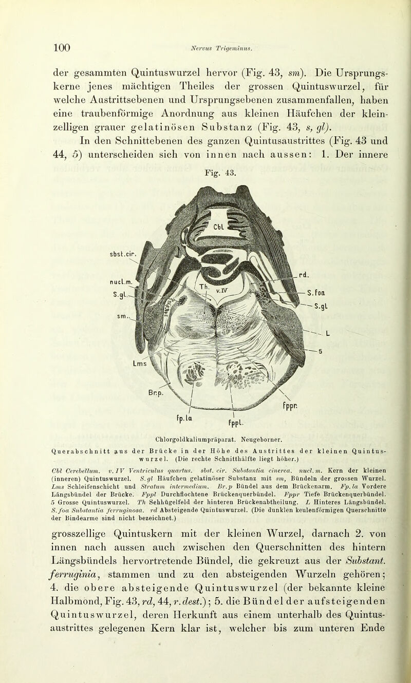 der gesammten Quintuswurzel hervor (Fig. 43, sm). Die Ursprungs- kerne jenes mächtigen Theiles der grossen Quintuswurzel, für welche Austrittsebenen und Ursprungsebenen zusammenfallen, haben eine traubenförmige Anordnung aus kleinen Häufchen der klein- zelligen grauer gelatinösen Substanz (Fig. 43, s, gl). In den Schnittebenen des ganzen Quintusaustrittes (Fig. 43 und 44, 5) unterscheiden sich von innen nach aussen: 1. Der innere Fig. 43. Chlorgoldkaliumpräparat. Neugeborner. Querabschnitt aus der Brücke in der Höhe des Austrittes der kleinen Quintus- wurzel. (Die rechte Schnitthälfte liegt höher.) Cbl Cerebellum. v. IV Ventriculus quartus. sbst. cir. Substantia cinerea, nucl.m. Kern der kleinen (inneren) Quintuswurzel. S. gl Häufchen gelatinöser Substanz mit sm, Bündeln der grossen Wurzel. Inns Schleifenschicht und Stratum intermeclium. Br.p Bündel aus dem Brückenarm. Fp.la Vordere Längsbündel der Brücke. Fppl Durchflochtene Brückenquerbündel. Fppr Tiefe Brückenquerbündel. 5 Grosse Quintuswurzel. Th Sehhügelfeld der hinteren Brückenabtheilung. L Hinteres Längsbündel. S.foa Substantia ferruginosa. rd Absteigende Quintuswurzel. (Die dunklen keulenförmigen Querschnitte der Bindearme sind nicht bezeichnet.) grosszellige Quintuskern mit der kleinen Wurzel, darnach 2. von innen nach aussen auch zwischen den Querschnitten des hintern Längsbündels hervortretende Bündel, die gekreuzt aus der Substant. ferruginia, stammen und zu den absteigenden Wurzeln gehören; 4. die obere absteigende Quintuswurzel (der bekannte kleine Halbmond, Fig.43, rd, 44, r.dest.) ; 5. die Bündel der aufsteigenden Quintuswurzel, deren Herkunft aus einem unterhalb des Quintus- austrittes gelegenen Kern klar ist, welcher bis zum unteren Ende