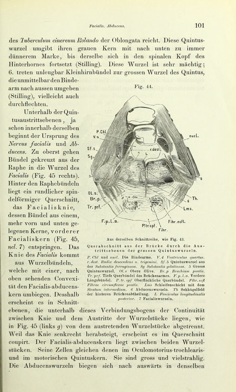 des Tuberculum cinereum Bolando der Oblongata reicht. Diese Quintus- wurzel umgibt ihren grauen Kern mit nach unten zu immer dünnerem Marke, bis derselbe sich in den spinalen Kopf des Hinterhornes fortsetzt (Stilling). Diese Wurzel ist sehr mächtig; 6. treten unleugbar Kleinhirnbündel zur grossen Wurzel des Quintus, die unmittelbar den Binde- arm nach aussen umgeben (Stilling), vielleicht auch durchflechten. Unterhalb der Quin- tusaustrittsebenen , ja schon innerhalb derselben beginnt der Ursprung des Nervus facialis und Ab- ducens. Zu oberst gehen Bündel gekreuzt aus der Raphe in die Wurzel des Facialis (Fig. 45 rechts). Hinter den Raphebündeln liegt ein rundlicher spin- delförmiger Querschnitt, das F a c i a 1 i s k n i e, dessen Bündel aus einem, mehr vorn und unten ge- legenen Kerne, vorderer Facialiskern (Fig. 45, ncl. 7) entspringen. Das Knie des Facialis kommt aus Wurzelbündeln, welche mit einer, nach oben sehenden Convexi- tät den Facialis-abducens- kern umbiegen. Desshalb erscheint es in Schnitt- ebenen, die unterhalb dieses Verbindungsbogens der Continuität zwischen Knie und dem Austritte der Wurzelstücke liegen, wie in Fig. 45 (links g) von dem austretenden Wurzelstücke abgetrennt. Weil das Knie senkrecht herabsteigt, erscheint es im Querschnitt coupirt. Der Facialis-abducenskern liegt zwischen beiden Wurzel- stücken. Seine Zellen gleichen denen im Oculomotorius-trochlearis- und im motorischen Quintuskern. Sie sind gross und vielstrahlig. Die Abducenswurzeln biegen sich nach auswärts in denselben Fig. 44. Aus derselben Schnitfcreihe, wie Fig. 43. Querabschnitt aus der Brücke durch die Aus- trittsebenen der grossen Quintus wurzeln. P. Chi und nucl. Die Bindearme. V. 4 Ventriculus quartus. r.dest. Radix descendens n. trigemini. Sf.5 Quintuswurzel aus der Substantia ferruginosa. Sg Substantia gelatinosa. 5 Grosse Quintuswurzel. Ol.s Obere Olive. Br.p Brachium pontis. Tr.prf. Tiefe Querbündel des Brückenarmes. F.p.l.a. Vordere Längsbündel. P.tr.spf Oberflächliche Querbündel. Fibr.ecfl Fibrae circumflexae pontis. Lms Schleifenschicht mit dem Stratum intermedium. 6 Abducenswurzeln. Th Sehhügelfeld der hinteren Brückenabtheilung. L Fasciculus longitudinalis posterior. 7 Facialiswurzeln.