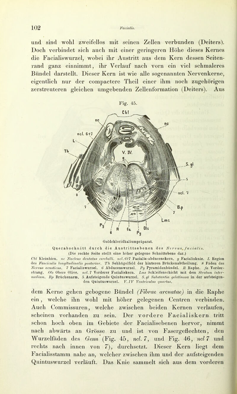 und sind wohl zweifellos mit seinen Zellen verbunden (Deiters). Doch verbindet sich auch mit einer geringeren Höhe dieses Kernes die Facialiswurzel, wobei ihr Austritt aus dem Kern dessen Seiten- rand ganz einnimmt, ihr Verlauf nach vorn ein viel schmaleres Bündel darstellt. Dieser Kern ist wie alle sogenannten Nervenkerne, eigentlich nur der compactere Theil einer ihm noch zugehörigen zerstreuteren gleichen umgebenden Zellenformation (Deiters). Aus Fig. 45. 91 Goldchloridkaliumpräparat. Querabschnitt durch die Austrittsebenen des Nervus, facialis. (Die rechte Seite stellt eine höher gelegene Schnittebene dar.) Cbl Kleinhirn, nc Nucleus dentatus cerebelli. ncl. 6r7 Facialis-abducenskern. g Facialisknie. L Region des Fasciculis longitudinalis posterior. Th Sehhftgelfeld der hinteren Brückenabtheilung. 8 Fäden des Nervus acusticus. 7 Facialiswurzel. 6 Abducenswurzel. Py Pyramidenbündel. R Raphe. fa Vorder- strang. Ols Obere Olive, ncl. 7 Vorderer Facialiskern. Lms Schleifenschicht mit dem Stratum inter- medium. Bp Brückenarm. 5, Aufsteigende Quintuswurzel. S. gl Substantia gelatinosa in der aufsteigen- den Quintuswurzel. V. IV Ventriculus guartus. dem Kerne gehen gebogene Bündel (Fibrae arcuatcie) in die Raphe ein, welche ihn wohl mit höher gelegenen Centren verbinden. Auch Commissuren, welche zwischen beiden Kernen verlaufen, scheinen vorhanden zu sein. Der vordere Facialiskern tritt schon hoch oben im Gebiete der Facialisebenen hervor, nimmt nach abwärts an Grösse zu und ist von Fasergeflechten, den Wurzelfäden des Genu (Fig. 45, ncl. 7, und Fig. 46, ncl 7 und rechts nach innen von 7), durchsetzt. Dieser Kern liegt dem Facialisstamm nahe an, welcher zwischen ihm und der aufsteigenden Quintuswurzel verläuft. Das Knie sammelt sich aus dem vorderen