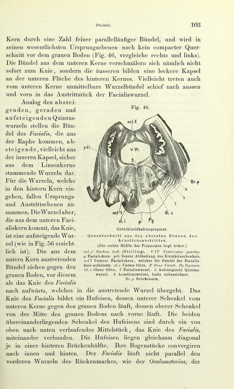 Kern durch eine Zahl feiner parallelläufiger Bündel, und wird in seinen wesentlichsten Ursprungsebenen noch kein compacter Quer- schnitt vor dem grauen Boden (Fig. 46, vergleiche rechts und links). Die Bündel aus dem unteren Kerne verschmälern sich nämlich nicht sofort zum Knie, sondern die äusseren bilden eine lockere Kapsel an der unteren Fläche des hinteren Kernes. Vielleicht treten auch vom unteren Kerne unmittelbare Wurzelbündel schief nach aussen und vorn in das Austrittstück der Facialiswurzel. Analog den abstei- genden, geraden und aufsteigenden Quintus- wurzeln stellen die Bün- del des Facialis, die aus der Raphe kommen, ab- steigende, vielleicht aus der inneren Kapsel, sicher aus dem Linsenkerne stammende Wurzeln dar. Für die Wurzeln, welche in den hintern Kern ein- gehen, fallen Ursprungs- und Austrittsebenen zu- sammen. Die Wurzel aber, die aus dem unteren Faci- aliskern kommt, das Knie, ist eine aufsteigende Wur- zel (wie in Fig. 56 ersicht- lich ist). Die aus dem untern Kern austretenden Bündel ziehen gegen den grauen Boden, vor diesem als das Knie des Facialis nach aufwärts, welches in die austretende Wurzel übergeht. Das Knie des Facialis bildet ein Hufeisen, dessen unterer Schenkel vom unteren Kerne gegen den grauen Boden läuft, dessen oberer Schenkel von der Mitte des grauen Bodens nach vorne läuft. Die beiden übereinanderliegenden Schenkel des Hufeisens sind durch ein von oben nach unten verlaufendes Mittelstück, das Knie des Facialis, miteinander verbunden. Die Hufeisen liegen gleichsam diagonal je in einer hinteren Brückenhälfte. Ihre Bogenstücke convergiren nach innen und hinten. Der Facialis läuft nicht parallel den vorderen Wurzeln des Rückenmarkes, wie der Oculomotorius, der Fig*. 46. Goldchloridkaliumpräparat. Querabschnitt aus den obersten Ebenen des Acusticusaustrittes. (Die rechte Hälfte des Präparates liegt höher.) ncl.f Nucleus tccti (Stillingf). VIV Ventriculus quartus. g Facialisknie. pcli Innere Abtheilung des Kleinhirnschenkels. ncl7 Unterer Facialiskern, welcher die Bündel des Facialis- knie aufnimmt, ol.i Untere Olive. P Pons Varoli. Py Pyramis. Ol.s Obere Olive. 7 Facialiswurzel. 5 Aufsteigende Quintus- wurzel. 8 Acusticuswurzel, links unbezeichnet. Br.p Brückenarm.