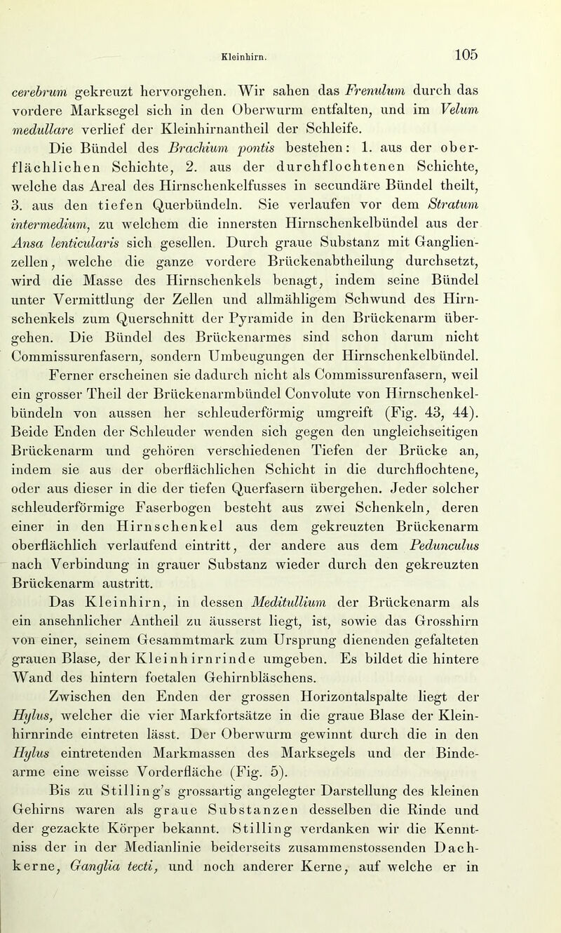 cerebrum gekreuzt hervorgclien. Wir sahen das Frenulum durch das vordere Marksegel sich in den Oberwurm entfalten, und im Velum medulläre verlief der Kleinhirnantheil der Schleife. Die Bündel des Brachium pontis bestehen: 1. aus der ober- flächlichen Schichte, 2. aus der durchflochtenen Schichte, welche das Areal des Hirnschenkelfusses in secundäre Bündel theilt, 3. aus den tiefen Querbündeln. Sie verlaufen vor dem Stratum intermedium, zu welchem die innersten Hirnschenkelbündel aus der Ansa lenticularis sich gesellen. Durch graue Substanz mit Ganglien- zellen , welche die ganze vordere Briickenabtheilung durchsetzt, wird die Masse des Hirnschenkels benagt, indem seine Bündel unter Vermittlung der Zellen und allmähligem Schwund des Hirn- schenkels zum Querschnitt der Pyramide in den Brückenarm über- gehen. Die Bündel des Brückenarmes sind schon darum nicht Commissurenfasern, sondern Umbeugungen der Hirnschenkelbündel. Ferner erscheinen sie dadurch nicht als Commissurenfasern, weil ein grosser Theil der Brückenarmbündel Convolute von Hirnschenkel- bündeln von aussen her schleuderförmig umgreift (Fig. 43, 44). Beide Enden der Schleuder wenden sich gegen den ungleichseitigen Brückenarm und gehören verschiedenen Tiefen der Brücke an, indem sie aus der oberflächlichen Schicht in die durchflochtene, oder aus dieser in die der tiefen Querfasern übergehen. Jeder solcher schleuderförmige Faserbogen besteht aus zwei Schenkeln, deren einer in den Hirn Schenkel aus dem gekreuzten Brückenarm oberflächlich verlaufend eintritt, der andere aus dem Pedunculus nach Verbindung in grauer Substanz wieder durch den gekreuzten Brückenarm austritt. Das Kleinhirn, in dessen Meditullium der Brückenarm als ein ansehnlicher Antheil zu äusserst liegt, ist, sowie das Grosshirn von einer, seinem Gesammtmark zum Ursprung dienenden gefalteten grauen Blase, der Kleinh irnrinde umgeben. Es bildet die hintere Wand des hintern foetalen Gehirnbläschens. Zwischen den Enden der grossen Horizontalspalte liegt der Hylus, welcher die vier Markfortsätze in die graue Blase der Klein- hirnrinde eintreten lässt. Der Oberwurm gewinnt durch die in den Hylus eintretenden Markmassen des Marksegels und der Binde- arme eine weisse Vorderfläche (Fig. 5). Bis zu Stilling’s grossartig angelegter Darstellung des kleinen Gehirns waren als graue Substanzen desselben die Rinde und der gezackte Körper bekannt. Stilling verdanken wir die Kennt- niss der in der Medianlinie beiderseits zusaminenstossenden Dach- kerne, Ganglia tecti, und noch anderer Kerne, auf welche er in