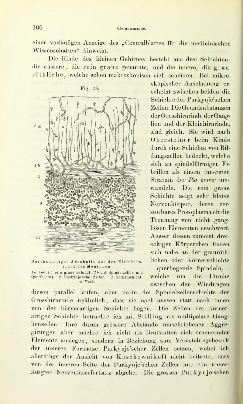 einer vorläufigen Anzeige des „Centralblattes für die medicinischen Wissenschaften“ hinweist. Die Rinde des kleinen Gehirnes besteht aus drei Schichten: die äussere, die rein graue genannte, und die innere, die grau- röt liliche, welche schon makroskopisch sich scheiden. Bei mikro- skopischer Anschauung er- scheint zwischen beiden die Schichte der Purkynje’schen Zellen. Die Grundsubstanzen der Grosshirnrinde der Gang- lien und der Kleinhirnrinde, sind gleich. Sie wird nach Obersteiner beim Kinde durch eine Schichte von Bil- dungszellen bedeckt, welche sich zu spindelförmigen Fi- brillen als einem innersten Stratum der Pia mater um- wandeln. Die rein graue Schichte zeigt sehr kleine Nervenkörper, deren zer- störbares Protoplasma oft die Trennung von nicht gang- liösen Elementen erschwert. Ausser diesen zumeist drei- eckigen Körperchen finden sich nahe an der grauröth- lichen oder Körnerschichte querliegende Spindeln, welche um die Furche zwischen den Windungen diesen parallel laufen, aber darin der Spindelzellenschichte der Grosshirnrinde unähnlich, dass sie nach aussen statt nach innen von der körnerartigen Schichte liegen. Die Zellen der körner- artigen Schichte betrachte ich mit Stilling als multipolare Gang- lienzellen. Ihre durch grössere Abstände umschriebenen Aggre- girungen aber möchte ich nicht als Brutstätten sich erneuernder Elemente auslegen, sondern in Beziehung zum Verästelungsbezirk der inneren Fortsätze Purkynje’scher Zellen setzen, wobei ich allerdings der Ansicht von Koschewnikoft nicht beitrete, dass von der inneren Seite der Purkynje’schen Zellen nur ein unver- ästigter Nervenfaserfortsatz abgehe. Die grossen Purkynje’schen Fig. 48. Durchsichtiger Abschnitt aus der Kleinhirn- rinde des Menschen. 1 a und lb rein graue Schicht (1 b mit Spindelzellen und Querfasern). 2 Purkynje'sche Zellen. 3 Körnerschicht. m Mark.