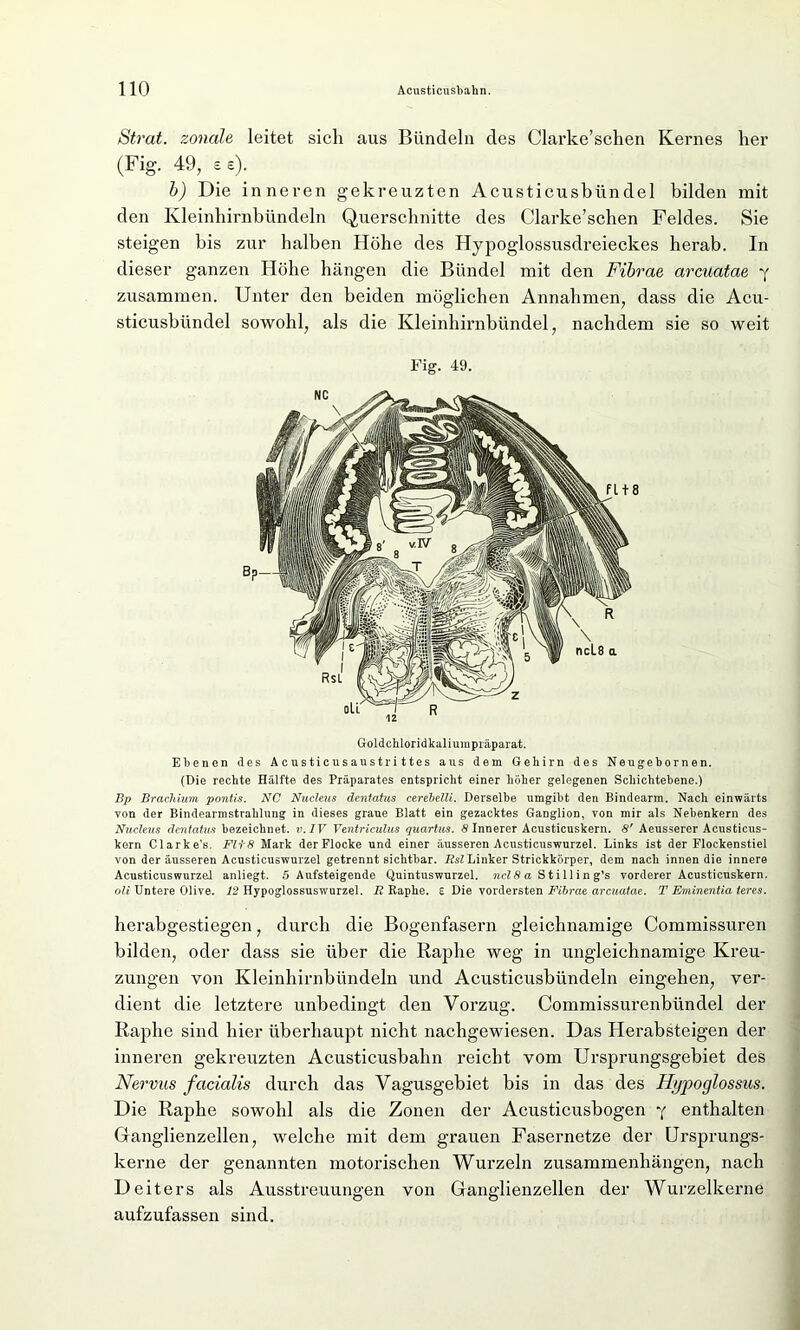 Strat. zonale leitet sicli aus Bündeln des Clarke’schen Kernes her (Fig. 49, se). b) Die inneren gekreuzten Acusticusbündel bilden mit den Kleinhirnbündeln Querschnitte des Clarke’schen Feldes. Sie steigen bis zur halben Höhe des Hypoglossusdreieckes herab. In dieser ganzen Höhe hängen die Bündel mit den Fibrae arcuatae '( zusammen. Unter den beiden möglichen Annahmen, dass die Acu- sticusbündel sowohl, als die Kleinhirnbündel, nachdem sie so weit Fig. 49. Goldchloridkaliumpräparat. Ebenen des Acusticusaustrittes aus dem Gehirn des Neugebornen. (Die rechte Hälfte des Präparates entspricht einer höher gelegenen Schichtebene.) Bp Brachium pontis. NC Nucleus dentatus cerebelli. Derselbe umgibt den Bindearm. Nach einwärts von der Bindearmstrahlung in dieses graue Blatt ein gezacktes Ganglion, von mir als Nebenkern des Nucleus dentatus bezeichnet, v. IV Ventriculus quartus. 8 Innerer Acusticuskern. 8' Aeusserer Acusticus- kern Clarke’s. Fit8 Mark der Flocke und einer äusseren Acusticuswurzel. Links ist der Flockenstiel von der äusseren Acusticuswurzel getrennt sichtbar. Rsl Linker Strickkörper, dem nach innen die innere Acusticuswurzel anliegt. 5 Aufsteigende Quintuswurzel. ncl8 a Stillin g’s vorderer Acusticuskern. oli Untere Olive. 12 Hypoglossuswurzel. R Raphe. £ Die vordersten Fibrae arcuatae. T Eminentia teres. herabgestiegen, durch die Bogenfasern gleichnamige Commissuren bilden, oder dass sie über die Raphe weg in ungleichnamige Kreu- zungen von Kleinhirnbündeln und Acusticusbündeln eingehen, ver- dient die letztere unbedingt den Vorzug. Commissurenbündel der Raphe sind hier überhaupt nicht nachgewiesen. Das Herabsteigen der inneren gekreuzten Acusticusbalin reicht vom Ursprungsgebiet des Nervus facialis durch das Vagusgebiet bis in das des Hijpoglossus. Die Raphe sowohl als die Zonen der Acusticusbogen y enthalten Glanglienzellen, welche mit dem grauen Fasernetze der Ursprungs- kerne der genannten motorischen Wurzeln Zusammenhängen, nach Deiters als Ausstreuungen von Ganglienzellen der Wurzelkerne aufzufassen sind.