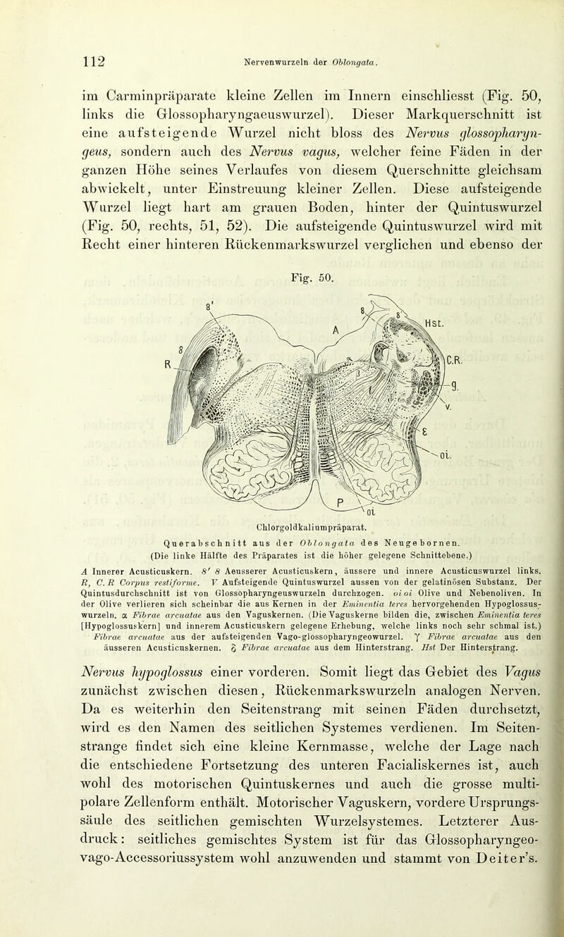 im Carminpräparate kleine Zellen im Innern einschliesst (Fig. 50, links die Glossopharyngaeuswurzel). Dieser Markquerschnitt ist eine aufsteigende Wurzel nicht bloss des Nervus glossopharyn- geus, sondern auch des Nervus vagus, welcher feine Fäden in der ganzen Höhe seines Verlaufes von diesem Querschnitte gleichsam abwickelt, unter Einstreuung kleiner Zellen. Diese aufsteigende Wurzel liegt hart am grauen Boden, hinter der Quintuswurzel (Fig. 50, rechts, 51, 52). Die aufsteigende Quintuswurzel wird mit Recht einer hinteren Rückenmarkswurzel verglichen und ebenso der Fig. 50. Chlorgoldkaliumpräparat. Qu e r a 1) s c h n i 11 aus der Oblongata des Neugebornen. (Die linke Hälfte des Präparates ist die höher gelegene Schnittebene.) A Innerer Acusticuskern. 8' 8 Aeusserer Acusticuskern, äussere und innere Acusticuswurzel links. R, C. R Corpus restiforme. V Aufsteigende Quintuswurzel aussen von der gelatinösen Substanz. Der Quintusdurclischnitt ist von Glossopharyngeuswurzeln durchzogen, oioi Olive und Nebenoliven. In der Olive verlieren sich scheinbar die aus Kernen in der Eminentia teres hervorgehenden Hypoglossus- wurzeln. a Fibrae arcuatae aus den Vaguskernen. (Die Vaguskerne bilden die, zwischen Eminentia teres [Hypoglossuskern] und innerem Acusticuskern gelegene Erhebung, welche links noch sehr schmal ist.) Fibrae. arcuatae aus der aufsteigenden Vago-glossopharyngeowurzel. f Fibrae arcuatae aus den äusseren Acusticuskernen. 8 Fibrae arcuatae aus dem Hinterstrang. Hst Der Hinterstrang. Nervus hypoglossus einer vorderen. Somit liegt das Gebiet des Vagus zunächst zwischen diesen, Rückenmarkswurzeln analogen Nerven. Da es weiterhin den Seitenstrang mit seinen Fäden durchsetzt, wird es den Namen des seitlichen Systemes verdienen. Im Seiten- strange hndet sich eine kleine Kernmasse, welche der Lage nach die entschiedene Fortsetzung des unteren Facialiskernes ist, auch wohl des motorischen Quintuskernes und auch die grosse multi- polare Zellenform enthält. Motorischer Vaguskern, vordere Ursprungs- säule des seitlichen gemischten Wurzelsystemes. Letzterer Aus- druck: seitliches gemischtes System ist für das Glossopharyngeo- vago-Accessoriussystem wohl anzuwenden und stammt von Deiter’s.