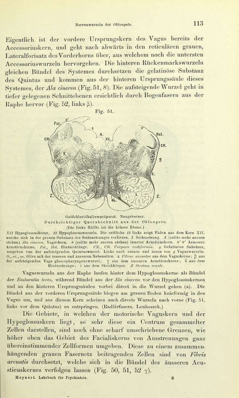Eigentlich ist der vordere Ursprungskern des Vagus bereits der Accessoriuskern, und geht nach abwärts in den reticulären grauen, Lateralfortsatz des Vorderhorns über, aus welchem noch die untersten Accessoriuswurzeln hervorgehen. Die hinteren Rückenmarkswurzeln gleichen Bündel des Systemes durchsetzen die gelatinöse Substanz des Quintus und kommen aus der hinteren Ursprungssäule dieses Systemes, der Ala cinerea (Fig. 51, 8). Die aufsteigende Wurzel geht in tiefer gelegenen Schnittebenen ersichtlich durch Bogenfasern aus der Raphe hervor (Fig. 52, links ß). Fig. 51. Goldchloridkaliumpräparat. Neugeborner. Durchsichtiger Querahsclinitt aus der Oblongata. (Die linke Hälfte ist die höhere Ebene.) XII llypoglossnskerne, 12 Hypoglossuswurzein. Die seitliche 12 links zeigt Fäden aus dem Kern XII, welche sich in der grauen Substanz des Seitenstranges verlieren. L Seitenstrang. A (sollte mehr aussen stehen) Ala cinerea, Vaguskern. 8 (sollte mehr aussen stehen) innerer Acusticuskern. 8' 8' Aeussere Acusticuskerne. Pst., Hst. Hinterstränge. CR., CR. Corpora restiformia. g Gelatinöse Substanz, umgehen von der aufsteigenden Quintuswurzel. Links nach aussen und innen von g Vaguswurzeln. 0., oi., oe. Olive mit der inneren und äusseren Nebenolive, a Fibrae arcuatae aus dem Vaguskerne; ß aus der aufsteigenden Vago-glossopharyngeuswnrzel; y aus dem äusseren Acusticuskerne; 3 aus dem Hinterstrange; s aus dem Strickkörper. Z Stratum zonale. Vagus wurzeln aus der Raphe laufen hinter dem llypoglossnskerne als Bündel der Eniinentia teres, während Bündel aus der Ala cinerea vor den Hypoglossuskernen und an den hinteren Ursprungssäulen vorbei direct in die Wurzel gehen (a). Die Bündel aus der vorderen Ursprungssäule biegen am grauen Boden knieförmig in den Vagus um, und aus diesem Kern scheinen auch directe Wurzeln nach vorne (Fig. 51, links vor dem Quintus) zu entspringen. (Radiärfasern. Lenhossek.) Die Gebiete, in welchen der motorische Vaguskern und der Hypoglossuskern liegt, so sehr diese ein Centrum gesammelter Zellen darstellen, sind noch ohne scharf umschriebene Grenzen, wie höher oben das Gebiet des Facialiskerns von Ausstreuungen ganz übereinstimmender Zellformen umgeben. Diese zu einem zusammen- hängenden grauen Fasernetz beitragenden Zellen sind von Fibris arcuatis durchsetzt, welche sich in die Bündel des äusseren Acu- sticuskernes verfolgen lassen (Fig. 50, 51, 52 y). Meynert. Lehrbuch für Psychiatrie. 8