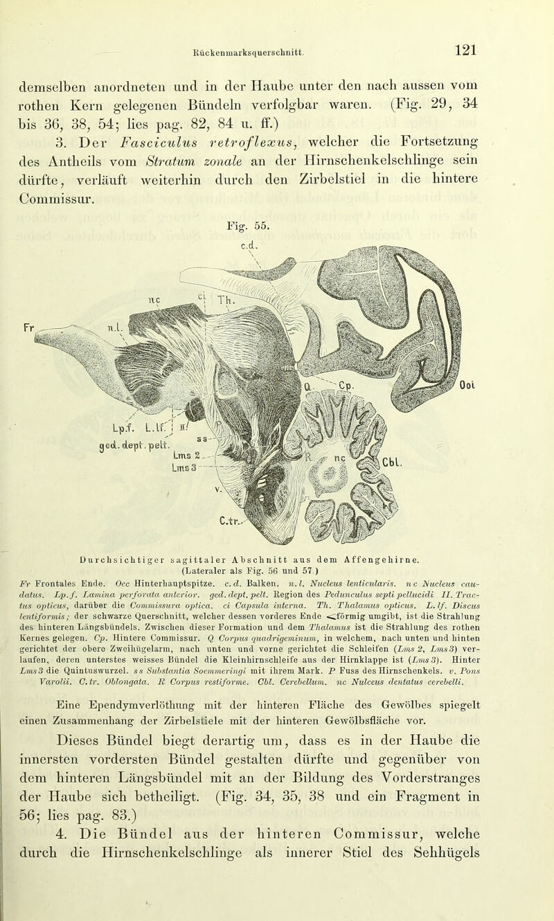 Durchsichtiger sagittaler Abschnitt aus dem Affengehirne. (Lateraler als Fig. 56 und 57.) Fr Frontales Ende. Occ Hinterliauptspitze. c.d. Balken, n.l. Nucleus lenticularis, nc JNucleus cau- datus. Lp.f. Lamina perforata anterior, ged.clept. pelt. Region des Pedunculus septi pellueidi II.Trcic- tus opticus, darüber die Gommissura optica, ci Capsida interna. Tli. Thalamus opticus. L. If. Discus lentiformis; der schwarze Querschnitt, welcher dessen vorderes Ende Cförmig umgibt, ist die Strahlung des hinteren Längsbündels. Zwischen dieser Formation und dem Thalamus ist die Strahlung des rothen Kernes gelegen. Cp. Hintere Commissur. Q Corpus quadrigeminum, in welchem, nach unten und hinten gerichtet der obere Zweihügelarm, nach unten und vorne gerichtet die Schleifen {Lms 2, LmsS) ver- laufen, deren unterstes weisses Bündel die Kleinhirnschleife aus der Hirnklappe ist {Lms 3). Hinter Lms3 die Quintuswurzel. ss Suhstantia Soemmeringi mit ihrem Mark. P Fuss des Hirnschenkels, v. Pons Varolii. C. tr. Ohlongata. R Corpus restiforme. Chi. Cerehellum. nc Nulceus dentatus cerehelli. Eine Ependymverlöthung mit der hinteren Fläche des Gewölbes spiegelt einen Zusammenhang der Zirbelstiele mit der hinteren Gewölbsfläche vor. Dieses Bündel biegt derartig um, dass es in der Haube die innersten vordersten Bündel gestalten dürfte und gegenüber von dem hinteren Längsbündel mit an der Bildung des Vorderstranges der Haube sich betheiligt. (Fig. 34, 35, 38 und ein Fragment in 56; lies pag. 83.) 4. Die Bündel aus der hinteren Commissur, welche durch die Hirnschenkelschlinge als innerer Stiel des Sehhügels demselben anordneten und in der Haube unter den nach aussen vom rothen Kern gelegenen Bündeln verfolgbar waren. (Fig. 29, 34 bis 36, 38, 54; lies pag. 82, 84 u. ff.) 3. Der Fasciculus retroflexus, welcher die Fortsetzung des Antheils vom Stratum zonale an der Hirnschenkelschlinge sein dürfte, verläuft weiterhin durch den Zii'belstiel in die hintere Commissur. Fig. 55.