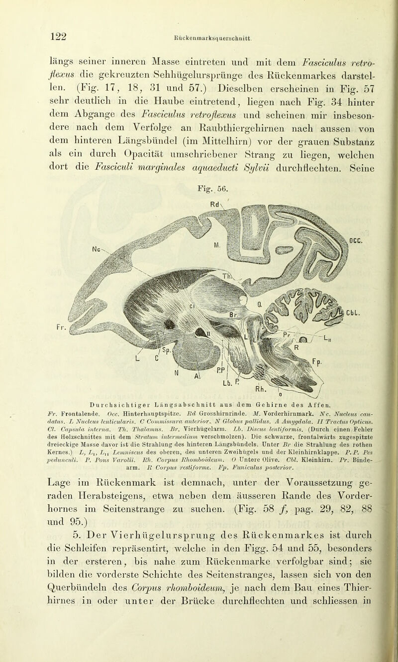 längs seiner inneren Masse eintreten und mit dem Fasciculus retro- fiexus die gekreuzten Sehhügelursprünge des Rückenmarkes darstel- len. (Fig. 17, 18, 31 und 57.) Dieselben erscheinen in Fig. 57 sehr deutlich in die Haube eintretend, liegen nach Fig. 34 hinter dem Abgänge des Fasciculus retroflexus und scheinen mir insbeson- dere nach dem Vertolge an Raubthiergehirnen nach aussen von dem hinteren Längsbündel (im Mittelhirn) vor der grauen Substanz als ein durch Opacität umschriebener Strang zu liegen, welchen dort die Fasciculi marginales aquaeducti Sylvii durchflechten. Seine Fig. 56. Durchsichtiger Längsabschnitt aus dem Gehirne des Affen. Fr. Frontalende. Occ. Hinterhanptspitze. Rd Grosshirnrinde. M. Vorderhirnmark. Nc. Nucleus cau- datus. L Nucleus lenticularis. C Commissura anterior. N Globus pallidus. A Amygdala. II Tractus Opticus. CI. Capsula interna. Th. Thalamus. Br. Vierhügelarm. Lb. Discus lentiformis. (Durch einen Fehler des Holzschnittes mit dem Stratum intermedium verschmolzen). Die schwarze, frontalwärts zugespitzte dreieckige Masse davor ist die Strahlung des hinteren Längsbündels. Unter Br die Strahlung des rothen Kernes.) L, L{, Lu Lemniscus des oberen, des unteren Zweihügels und der Kleinhirnklappe. P.P. Pes pedunculi. P. Pons Varolii. Rh. Corpus Rhomboideum. 0 Untere Olive. Cbl. Kleinhirn. Pr. Binde- arm. II Corpus restiforme. Fp. Funiculus posterior. Lage im Rückenmark ist demnach, unter der Voraussetzung ge- raden Herabsteigens, etwa neben dem äusseren Rande des Vorder- hornes im Seitenstrange zu suchen. (Fig. 58 /, pag. 29, 82, 88 und 95.) 5. Der Vierhügelursprung des Rückenmarkes ist durch die Schleifen repräsentirt, welche in den Figg. 54 und 55, besondei’s in der ersteren, bis nahe zum Rückenmarke verfolgbar sind; sie bilden die vorderste Schichte des Seitenstranges, lassen sich von den Querbündeln des Corpus rhomboideum, je nach dem Bau eines Thier- hirnes in oder unter der Brücke durchflechten und schliessen in