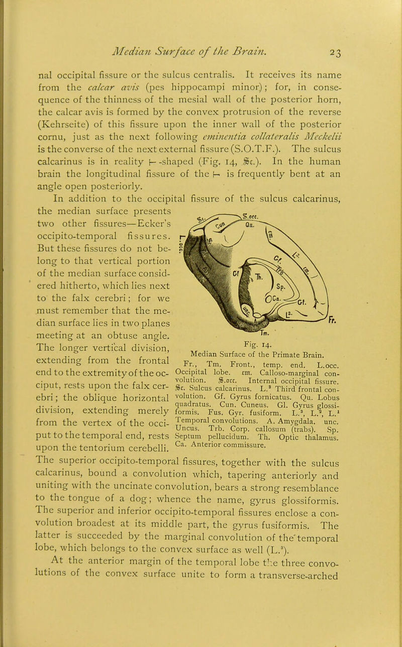 nal occipital fissure or the sulcus centralis. It receives its name from the calcar avis (pes hippocampi minor); for, in conse- quence of the thinness of the mesial wall of the posterior horn, the calcar avis is formed by the convex protrusion of the reverse (Kehrseite) of this fissure upon the inner wall of the posterior cornu, just as the next following eminentia collaterals Meckelii is the converse of the next external fissure (S.O.T.F.). The sulcus calcarinus is in reality [—shaped (Fig. 14, St.). In the human brain the longitudinal fissure of the H is frequently bent at an angle open posteriorly. In addition to the occipital fissure of the sulcus calcarinus, the median surface presents two other fissures—Eckcr’s occipito-temporal fissures. But these fissures do not be- long to that vertical portion of the median surface consid- ered hitherto, which lies next to the falx cerebri; for we must remember that the me- dian surface lies in two planes meeting at an obtuse angle. The longer vertical division, extending from the frontal end to the extremity of the oc- ciput, rests upon the falx cer- ebri ; the oblique horizontal division, extending merely from the vertex of the occi- put to the temporal end, rests upon the tentorium cerebelli. The superior occipito-temporal fissures, together with the sulcus calcarinus, bound a convolution which, tapering anteriorly and uniting with the uncinate convolution, bears a strong resemblance to the tongue of a dog; whence the name, gyrus glossiformis. The superior and inferior occipito-temporal fissures enclose a con- volution broadest at its middle part, the gyrus fusiformis. The latter is succeeded by the marginal convolution of the’temporal lobe, which belongs to the convex surface as well (L.3). At the anterior margin of the temporal lobe the three convo- lutions of the convex surface unite to form a transverse-arched Median Surface of the Primate Brain. Fr., Tm. Front., temp. end. L.occ. Occipital lobe. tm. Calloso-marginal con- volution. S.otc. Internal occipital fissure. St. Sulcus calcarinus. L.3 Third frontal con- volution. Gf. Gyrus fornicatus. Qu. Lobus quadratus. Cun. Cuneus. Gl. Gyrus glossi- formis. Fus. Gyr. fusiform. L.3, L.3, L.1 Temporal convolutions. A. Amygdala, unc. Uncus. Trb. Corp. callosum (trabs). Sp. Septum pellucidum. Th. Optic thalamus. Ca. Anterior commissure.