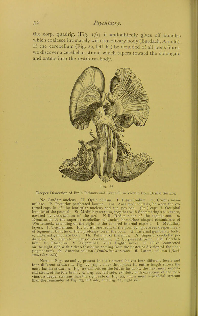 the corp. quadrig. (Fig. 17); it undoubtedly gives off bundles which coalesce intimately with the olivary body (Burdach, Arnold). If the cerebellum (Fig. 22, left R.) be denuded of all pons fibres, we discover a cerebellar strand which tapers toward the oblongata and enters into the restiform body. Deeper Dissection of Brain Isthmus and Cerebellum Viewed from Basilar Surface. Nc. Caudate nucleus. II. Optic chiasm. I. Infundibulum, m. Corpus mam- millare. P. Posterior perforated lamina, ans. Ansa peduncularis, between the ex- ternal capsule of the lenticular nucleus and the pes ped. (Pd.) caps. i. Occipital bundles of the pes ped. St. Medullary stratum, together with Soemmering’s substance, covered by cross-section of the pes. N.R. Red nucleus of the tegmentum, x. Decussation of the superior cerebellar peduncles, horse-shoe shaped commissure of Wernekinck, extending on the right to the exposed internal capsule. L. Medullary layers. J. Tegmentum. Fr. Torn fibrre rectre of the pons, lying between deeper layer.-, of tegmental bundles or their prolongation in the pons. Gi. Internal geniculate body, e. External geniculate body. Th. Pulvinar of thalamus. Pr. Superior cerebellar pe- duncles. Nd. Dentate nucleus of cerebellum. R. Corpus restiforme. Cbl. Cerebel- lum. FI. Flocculus. V. Trigeminal. VIII. Eighth nerve. O. Olive, connected on the right side with a deep fasciculus coming from the posterior division of the pons (tegmentum), fa. Anterior column (funiiulus anterior), fl. Lateral column (funi- culus lateralis). Note.—Figs. 22 and 23 present in their several halves four different levels and four different strata : I. P'ig. 22 (right side) throughout its entire length shows the most basilar strata ; 2. Fig. 23 exhibits on the left as far as St. the next more superfi- cial strata of the fore-brain ; 3. Fig. 22, left side, exhibits, with exception of the pul- vinar, a deeper stratum than the right side of Fig. 22, and a more superficial stratum than the remainder of Fig. 23, left side, and Fig. 23, right side.