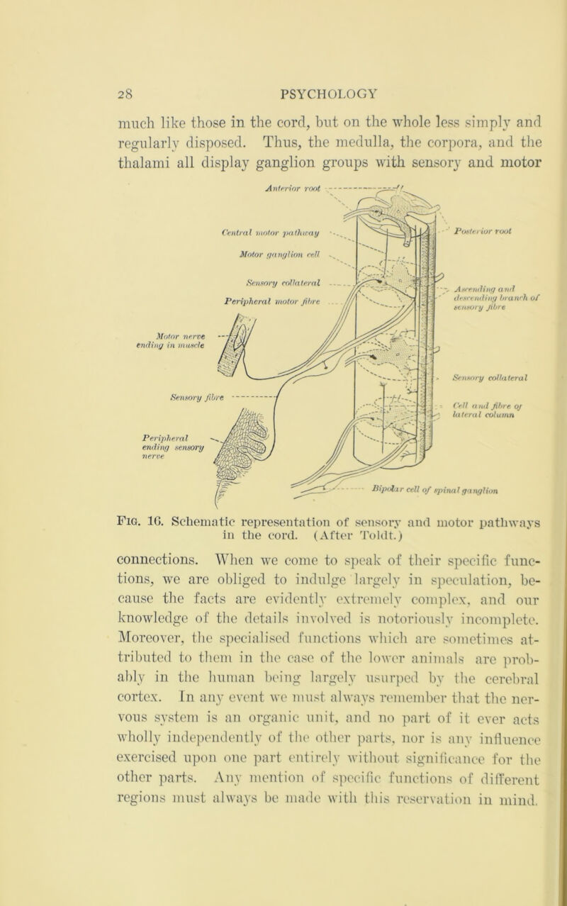 much like those in the cord, but on the whole less simply and regularly disposed. Thus, the medulla, the corpora, and the thalami all display ganglion groups with sensory and motor Fig. 1G. Schematic representation of sensory and motor pathways in the cord. (After Toldt.) connections. When we come to speak of their specific func- tions, we are obliged to indulge largely in speculation, be- cause the facts are evidently extremely complex, and our knowledge of the details involved is notoriously incomplete. IMoreover, tlie specialised functions which are sometimes at- tributed to them in the case of the lower animals are prob- ably in tlie human being largely usur])ed by the cerebral cortex. In any event we must always remember that the ner- vous system is an organic unit, and no part of it ever acts wholly independently of the other parts, nor is nnv influence exercised upon one part entirely without significance for the other parts. Any mention of s]iecific functions of different regions must always be made with this reservation in mind,