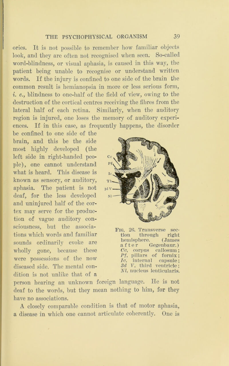 orics. It is not possible to remeinl)cr how familiar objects look, and they are often not recognised when seen. So-called word-blindness, or visual aphasia, is caused in this way, the patient being unable to recognise or understand written words. If the injury is confined to one side of the brain the common result is hemianopsia in more or less serious form, i. e., blindness to one-half of the field of view, owing to the destruction of the cortical centres receiving the fibres from the lateral half of each retina. Similarly, when the auditory region is injured, one loses the memory of auditory experi- ences. If in this case, as frequently happens, the disorder be confined to one side of the brain, and this be the side most highly developed (the left side in right-handed peo- ple), one cannot understand what is heard. This disease is known as sensory, or auditory, aphasia. The patient is not deaf, for the less developed and uninjured half of the cor- tex may serve for the produc- tion of vague auditory con- sciousness, but the associa- tions which words and familiar sounds ordinarily evoke are wholly gone, because these were possessions of the now diseased side. The mental con- dition is not unlike that of a person hearing an unknown foreign language. He is not deaf to the words, but they mean nothing to him, for they have no associations. A closely comparable condition is that of motor aphasia, a disease in which one cannot articulate coherently. One is Fig. 2G. Transverse sec- tion through right heinisiihere. (.Tames after Gegenhanr.) Ce, oor])ns callosuiu; Pf, pillars of fornix; 7c, internal capsule; 3(1 V, third ventricle; NI, nucleus lenticularis.