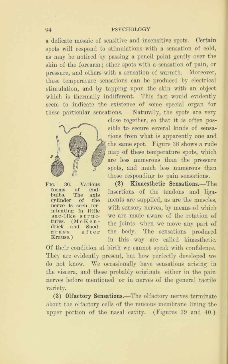 a delicate mosaic of sensitive and insensitive spots. Certain spots will respond to stimulations with a sensation of cold, as may be noticed by passing a pencil point gently over the skin of the forearm; other spots with a sensation of pain, or pressure, and others with a sensation of warmth. Moreover, these temperature sensations can be produced by electrical stimulation, and by tapping upon the skin with an object which is thermally indifferent. This fact would evidently seem to indicate the existence of some special organ for these particular sensations. Naturally, the spots are very close together, so that it is often pos- sible to secure several kinds of sensa- tions from what is apparently one and the same spot. Figure 38 shows a rude map of these temperature spots, which are less numerous than the pressure spots, and much less numerous than those responding to pain sensations. (2) Kinaesthetic Sensations.—The insertions of the tendons and liga- ments are supplied, as are the muscles, with sensory nerves, by means of which we are made aware of the rotation of the joints when we move any part of the body. The sensations produced in this way are called kinesthetic. Of their condition at birth we cannot speak witli confidence. They are evidently present, but how perfectly developed we do not know. We occasionally have sensations arising in the viscera, and these probably originate either in the pain nerves before mentioned or in nerves of the general tactile variety. (3) Olfactory Sensations.—The olfactory nerves terminate about the olfactory cells of tlie mucous membrane lining the upper portion of the nasal cavity. (Figures 39 and 40.) Fig. 36. Various forms of end- bulbs. The axis cylinder of the nerve Is seen ter- minating in little sac-like struc- tures. (M c K e 11 - drick and Snod- grass after Krause.)