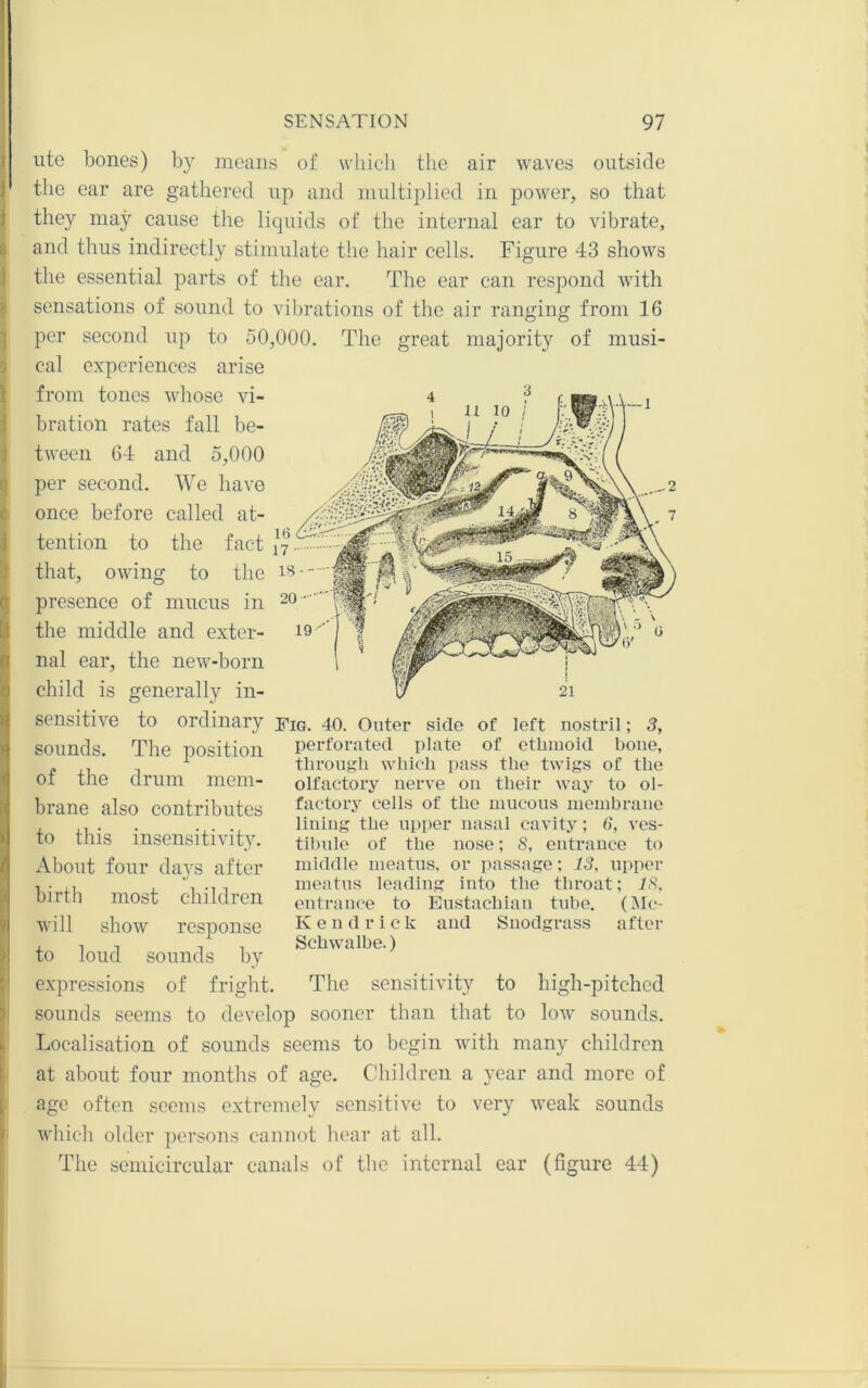 ute bones) by means of which the air waves outside tlie ear are gathered up and multiplied in power, so that they may cause the liquids of the internal ear to vibrate, and thus indirectly stimulate the hair cells. Figure 43 shows the essential parts of the ear. The ear can respond with sensations of sound to vibrations of the air ranging from 16 per second up to 50,000. The great majority of musi- cal experiences arise 0 j I from tones whose vi- bration rates fall be- tween 64 and 5,000 per second. We have once before called at- tention to the fact that, owing to the presence of mucus in the middle and exter- nal ear, the new-born child is generally in- sensitive to ordinary Fig. 40. Outer side of left nostril; 3, sounds. The position perforated plate of etlunoid bone, tlirougli wliich pass tlie twigs of the olfactory nerve on their way to ol- factory cells of the mucous membrane lining the upper nasal cavity ; 6, ves- tibule of tbe nose; 8, entrance to middle meatus, or passage; 13, upper meatus leading into the throat; 18, entrance to Eustachian tul>e. (Mc- Kendrick and Snodgrass after Schwalbe.) of the drum mem- brane also contributes to this insensitivity. About four days after birth most children will show response to loud sounds by expressions of fright. The sensitivity to high-pitched sounds seems to develop sooner than that to low sounds. Localisation of sounds seems to begin with many children at about four months of age. Children a year and more of age often seems extremely sensitive to very weak sounds which older persons cannot hear at all. The semicircular canals of the internal ear (figure 44)