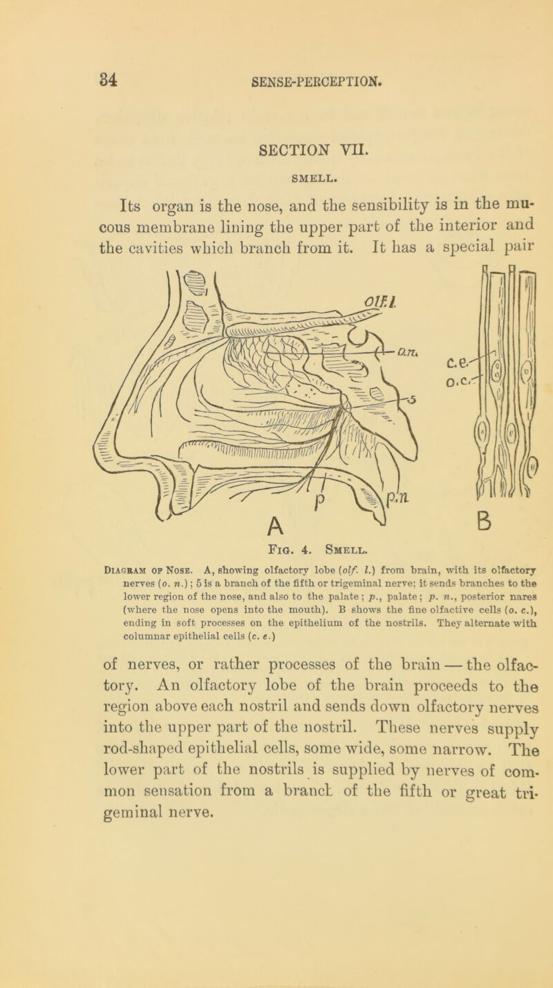 SECTION VII. SMELL. Its organ is the nose, and the sensibility is in the mu- cous membrane lining the upper part of the interior and the cavities which branch from it. It has a special pair c.e.' o.c. B Fig. 4. Smell. Diagram op Nose. A, showing olfactory lobe (olf. 1.) from brain, with its olfactory nerves (o. n.); 5 is a branch of the fifth or trigeminal nerve; it sends branches to the lower region of the nose, and also to the palate ; p., palate; p. n., posterior nares (where the nose opens into the mouth). B shows the fine olfactive cells (o. e.), ending in soft processes on the epithelium of the nostrils. They alternate with columnar epithelial cells (c. e.) of nerves, or rather processes of the brain — the olfac- tory. An olfactory lobe of the brain proceeds to the region above each nostril and sends down olfactory nerves into the upper part of the nostril. These nerves supply rod-shaped epithelial cells, some wide, some narrow. The lower part of the nostrils is supplied by nerves of com- mon sensation from a branch of the fifth or great tri- geminal nerve.