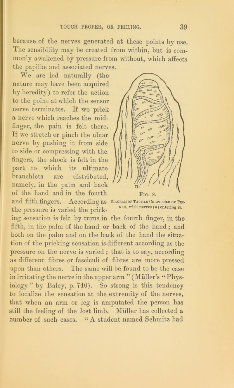 because of the nerves generated at these points by use. The sensibility may be created from within, but is com- monly awakened by pressure from without, which affects the papillae and associated nerves. We are led naturally (the nature may have been acquired by heredity) to refer the action to the point at which the sensor nerve terminates. If we prick a nerve which reaches the mid- finger, the pain is felt there. If we stretch or pinch the ulnar nerve by pushing it from side to side or compressing with the fingers, the shock is felt in the part to which its ultimate branchlets are distributed, J!J namely, in the palm and back of the hand and in the fourth and fifth fingers. According as diagram of tactile corpuscle of fin- • • T .i •! ger, with nerves (n) entering it. the pressure is varied the prick- ing sensation is felt by turns in the fourth finger, in the fifth, in the palm of the hand or back of the hand ; and both on the palm and on the back of the hand the situa- tion of the pricking sensation is different according as the pressure on the nerve is varied ; that is to say, according as different fibres or fasciculi of fibres are more pressed upon than others. The same will be found to be the case in irritating the nerve in the upper arm ” (Muller’s “Phys- iology ” by Baley, p. 740). So strong is this tendency to localize the sensation at the extremity of the nerves, that when an arm or leg is amputated the person has still the feeling of the lost limb. Muller has collected a number of such cases. “ A student named Schmitz had Fig. 8.