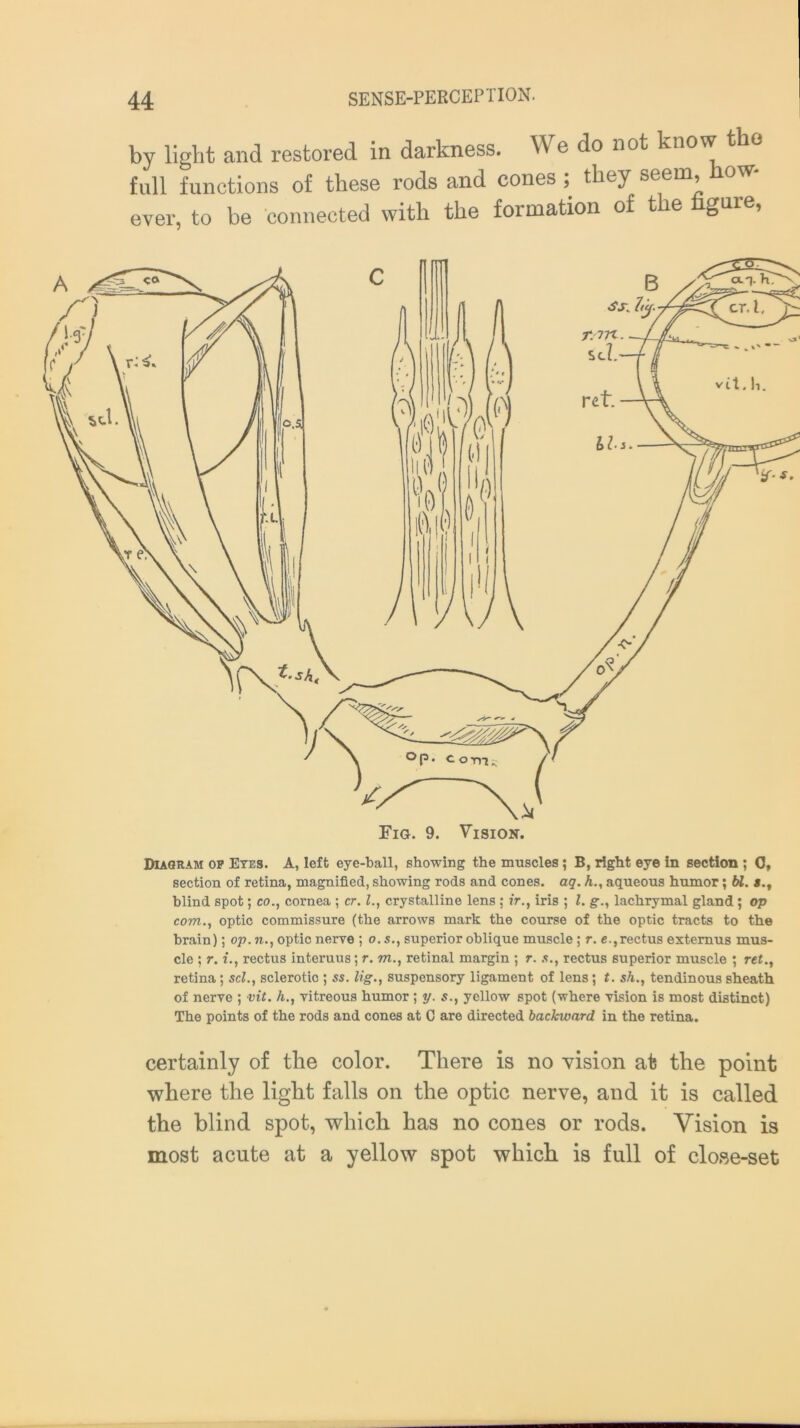 by light and restored in darkness. We do not know t e full functions of these rods and cones ; they seem, how- ever, to be connected with the formation of the figure, Diagram of Eyes. A, left eye-ball, showing the muscles ; B, right eye in section ; 0, section of retina, magnified, showing rods and cones, aq. h., aqueous humor; bl. s.f blind spot; co., cornea ; cr. 1., crystalline lens ; ir., iris ; l. glachrymal gland; op com., optic commissure (the arrows mark the course of the optic tracts to the brain); op. n., optic nerve ; o. s., superior oblique muscle ; r. e.,rectus extemus mus- cle ; r. i., rectus interuus; r. m., retinal margin ; r. a., rectus superior muscle ; ret., retina; scl., sclerotio ; ss. tig., suspensory ligament of lens; t. sh., tendinous sheath of nerve ; vit. h., vitreous humor ; y. s., yellow spot (where vision is most distinct) The points of the rods and cones at C are directed backward in the retina. certainly of the color. There is no vision at the point where the light falls on the optic nerve, and it is called the blind spot, which has no cones or rods. Vision is most acute at a yellow spot which is full of close-set