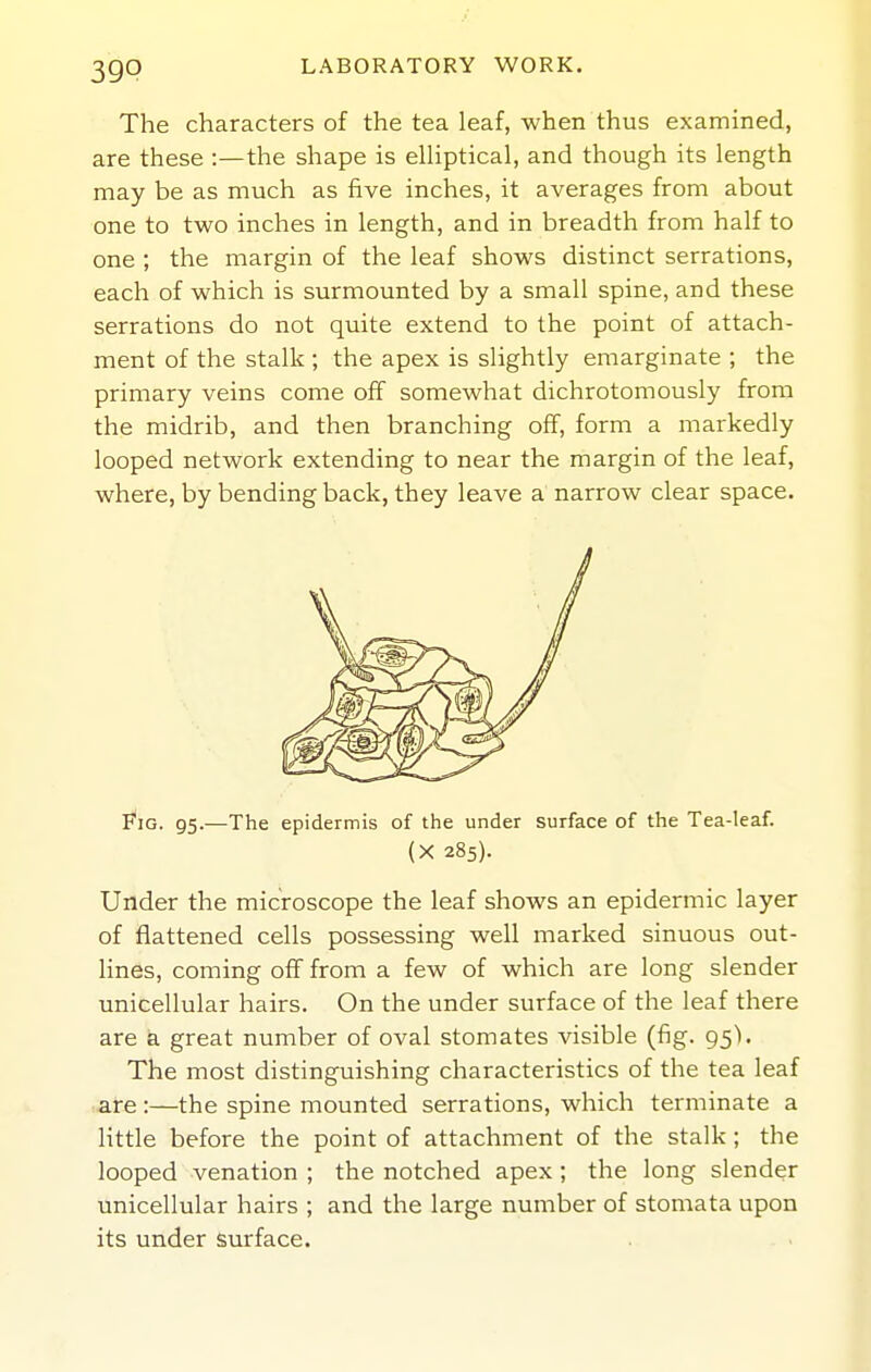 The characters of the tea leaf, when thus examined, are these :—the shape is elUptical, and though its length may be as much as five inches, it averages from about one to two inches in length, and in breadth from half to one ; the margin of the leaf shows distinct serrations, each of which is surmounted by a small spine, and these serrations do not quite extend to the point of attach- ment of the stalk ; the apex is slightly emarginate ; the primary veins come off somewhat dichrotomously from the midrib, and then branching off, form a markedly looped network extending to near the margin of the leaf, where, by bending back, they leave a narrow clear space. F^iG. 95.—The epidermis of the under surface of the Tea-leaf. (X 285). Under the microscope the leaf shows an epidermic layer of flattened cells possessing well marked sinuous out- lines, coming off from a few of which are long slender unicellular hairs. On the under surface of the leaf there are a great number of oval stomates visible (fig. 95'). The most distinguishing characteristics of the tea leaf are:—the spine mounted serrations, which terminate a Httle before the point of attachment of the stalk ; the looped venation ; the notched apex; the long slender unicellular hairs ; and the large number of stomata upon its under Surface.