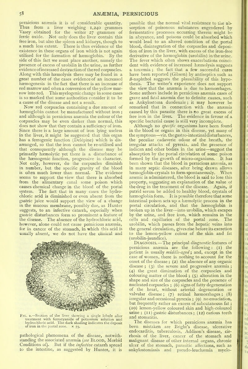 pernicious anremia it is of considerable quantit)-. Thus from a liver weighing 1,240 grammes Vasey obtained for the writer 27 grammes of ferric oxide. Not only does the liver contain this free iron, but also the spleen and kidneys, though to a much less extent. There is thus evidence of the existence in these organs of iron which is not again utilised for the formation of haemoglobin. By the side of this fact we must place another, namely the presence of excess of urobilin in the urine, as fiirther evidence ofincreased destruction of the red corpuscles. Along with this haemolysis there may be found in a great number of the cases evidence of an increased haemogenesis in the fact that there is an increase of red marrow and often a conversion of the yellow mar- row into red. This myelogenic change in some cases is so marked that some authorities consider it to be a cause of the disease and not a result. Now red corpuscles containing a due amount of haemoglobin cannot be manufactured without iron ; and although in pernicious anaemia the colour of the corpuscles may be even darker than normal, this does not show that they contain a sufficiency of iron. Since there is a large amount of iron lying useless in the liver, it might be suggested that this organ has a ferrogenic function (Delepine) which is dis- arranged, so that the iron cannot be re-utilised and that consequently although the disease may be primarily hsemolytic yet there is a disturbance of the haemogenic function, progressive in character. Not only, however, do the corpuscles diminish in number, but the specific gravity of the blood is often much lower than normal. The evidence seems to support the view that there is absorbed from the alimentary canal some poison which causes chemical change in the blood of the portal system. The fact that in many cases the hydro- chloric acid is diminished or even absent from the gastric juice would support the view of a change in the mucous membrane, possibly due, as Hunter suggests, to an infective catarrh, especially when gasti ic disturbances form so prominent a feature of the disease. The absence of the hydrochloric acid, however, alone could not cause pernicious anaemia, for in cancer of the stomach, in which this acid is usually absent, we do not have the clinical and Fig. 2.—Section of the liver showing a single lobule after treatment with ferrocyanide of potassium solution and hydrochloric acid. 'Ihe dark shading indicates the deposit of iron in the portal zone, x 75. pathological phenomena of the disease, notwith- standing the associated anremia (see Blood, Morbid Conditions of). But if the ijifective catarrh spread to the intestine, as suggested by Hunter, it is possible that the normal vital resistance to tire ab- sorption of poisonous substances engendered by fermentative processes occurring therein might b-^ in abeyance, and poisons could be absorbed which would lead to an altered condition of the portal blood, disintegration of the corpuscles and deposi- tion of iron in the liver, with excess of the iron-free derivative of the haemoglobin (urobilin) in the urine. The fever which often shows exacerbations coinci- dent w'ith evidence of increased haemolj'sis suggests a toxaemia ; the fact that a few successful cures have been reported (Gibson) by antiseptics such as ^-naphthol suggests the plausibility of tliis h}'po- thesis. The writer's experience does not support the view that the anaemia is due to haemorrhages. Some authors include in pernicious anaemia cases of grave and fatal anaemia due to definite causes, such as Ankylostoma duodenale ; it may however be remarked that in connection with the anaemia caused by this parasite there is no great excess of free iron in the liver. The evidence in favour of a specific bacterial cause is still very incomplete. Although no specific organisms have been found in the blood or organs in this disease, yet many of the s) mptoras—\\z. thegastro-intestinaldisturbances, the peculiar cadaveric odour of the breath, the irregular attacks of pyrexia, and the presence of indican and other bodies in the urine—suggest the absorption by the portal circulation of some poison formed by the growth of micro-organisms. It has been shown that the blood in pernicious anwmia, as in many septic diseases, after being drawn allows haemoglobin-crystals to form spontaneously. When arsenic is adminbtered, the blood is said to lose this property, suggesting an explanation of the value of the drug in the treatment of the disease. Again, if putrid serum be added to healthy blood, crj-stals of haemoglobin form. It is possible therefore that some intestinal poison sets up a hsemolytic process in the portal circulation, and that the haemoglobin is broken up in the liver—into urobilin, which escapes by the urine, and free iron, which remains in the cells and capillaries of the portal zone. The urobilin, which passes from the hepatic veins into the general circulation, gives rise before its excretion to the lemon-yellow colour of the skin and fat (urobilin-jaundice). Diagnosis.—The principal diagnostic features of pernicious anaemia are the following: (I) the patient is usually middle-aged; and, except in the case of women, there is nothing to account for the onset of the disease ; (2) the absence of any organic disease ; (3) the severe and progressive anjemia ; (4) the great diminution of the corpuscles and colouring matter of the blood ; (5) alteration in the shape and size of the corpuscles and the presence of nucleated corpuscles ; (6) signs of fatty degeneration of the heart, without arterial degeneration or valvular disease; (7) retinal haemorrhages; (8) irregular and occasional pyrexia ; (9) no emaciation, but frequently rather an excess of subcutaneous fat ; (10) lemon-yellow coloured skin and high-coloured urine ; (11) gastric disturbances; (12) carious teeth and stomatitis. The diseases for which pernicious anaemia has been mistaken are Bright's disease, ulcerative endocarditis, tuberculosis, Addison's disease, cir- rhosis of tlie liver, cancer of the stomach and malignant disease of other internal organs, chronic ulcer of the stomach, parasitic affections, such as ankylostomiasis and pseudo-Ieuchaemia myelo-