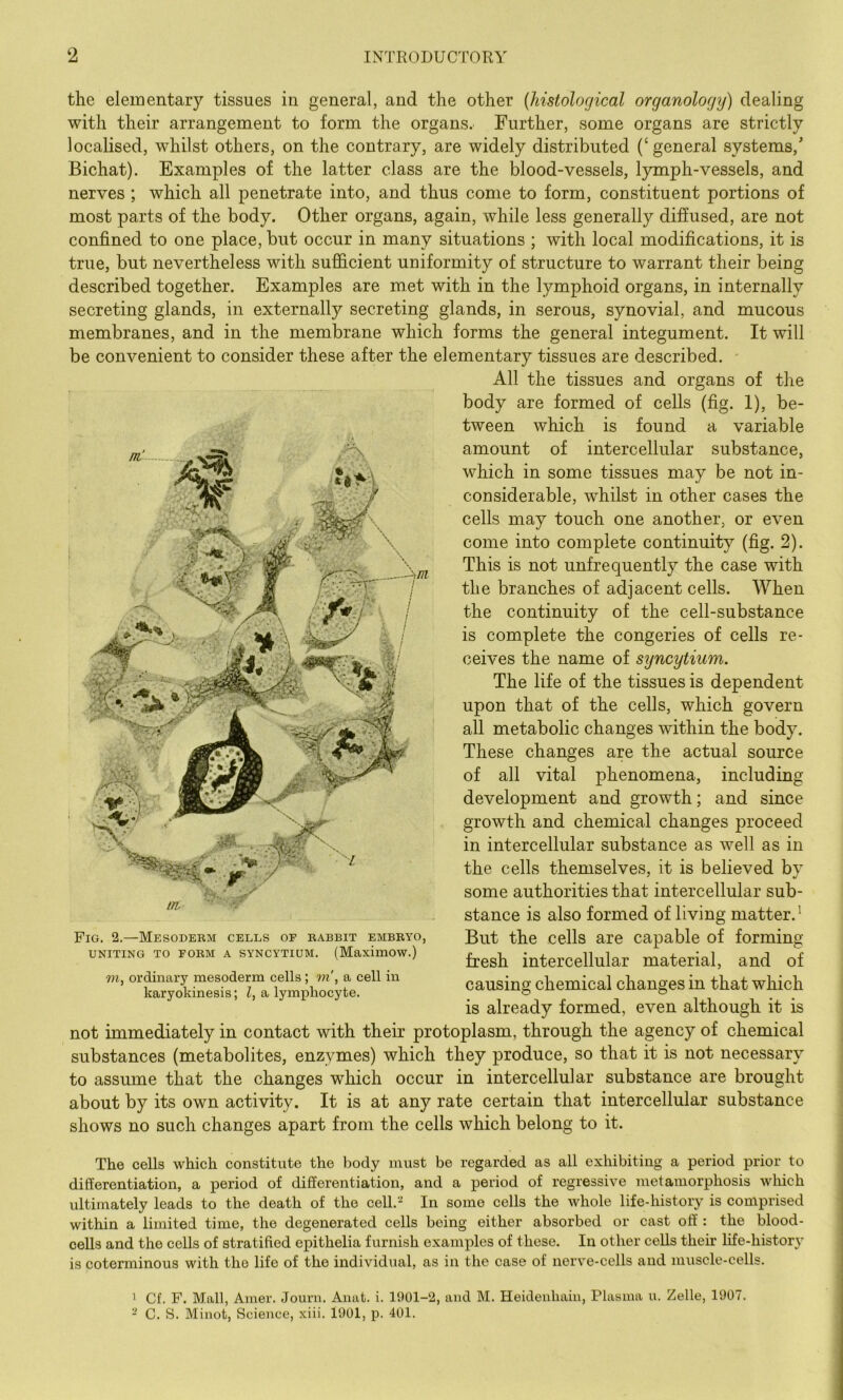 the elementary tissues in general, and the other {histological organology) dealing with their arrangement to form the organs. Further, some organs are strictly localised, whilst others, on the contrary, are widely distributed (‘general systems,' Bichat). Examples of the latter class are the blood-vessels, lymph-vessels, and nerves ; which all penetrate into, and thus come to form, constituent portions of most parts of the body. Other organs, again, while less generally difiused, are not confined to one place, but occur in many situations ; with local modifications, it is true, but nevertheless with sufiGicient uniformity of structure to warrant their being described together. Examples are met with in the lymphoid organs, in internally secreting glands, in externally secreting glands, in serous, synovial, and mucous membranes, and in the membrane which forms the general integument. It will be convenient to consider these after the elementary tissues are described. All the tissues and organs of the body are formed of cells (fig. 1), be- tween which is found a variable amount of intercellular substance, which in some tissues may be not in- considerable, whilst in other cases the cells may touch one another, or even come into complete continuity (fig. 2). This is not unfrequently the case with the branches of adjacent cells. When the continuity of the cell-substance is complete the congeries of cells re- ceives the name of syncytium. The life of the tissues is dependent upon that of the cells, which govern all metabolic changes within the body. These changes are the actual source of all vital phenomena, including development and growth; and since growth and chemical changes proceed in intercellular substance as well as in the cells themselves, it is believed by some authorities that intercellular sub- stance is also formed of living matter.^ But the cells are capable of forming- fresh intercellular material, and of causing chemical changes in that which is already formed, even although it is not immediately in contact with their protoplasm, through the agency of chemical substances (metabolites, enzymes) which they produce, so that it is not necessary to assume that the changes which occur in intercellular substance are brought about by its own activity. It is at any rate certain that intercellular substance shows no such changes apart from the cells which belong to it. The cells which constitute the body must be regarded as all exhibiting a period prior to differentiation, a period of differentiation, and a period of regressive metamorphosis wliich ultimately leads to the death of the cell.'-= In some cells the whole life-history is comprised within a limited time, the degenerated cells being either absorbed or cast off : the blood- cells and the cells of stratified epithelia furnish examples of these. In other cells their life-historj' is coterminous with the life of the individual, as in the case of nerve-cells and muscle-cells. 1 Cf. F. Mall, Amer. Journ. Aiiat. i. l‘.)01-2, and M. Heidenhain, Plasma u. Zelle, 1907. - C. S. Minot, Science, xiii. 1901, p. 401. m. Fig. 2.—Mesoderm: cells of rabbit embryo, UNITING TO FORM A SYNCYTIUM. (MaximOW.) m, ordinary mesoderm cells; ?n', a cell in karyokinesis; Z, a lymphocyte.