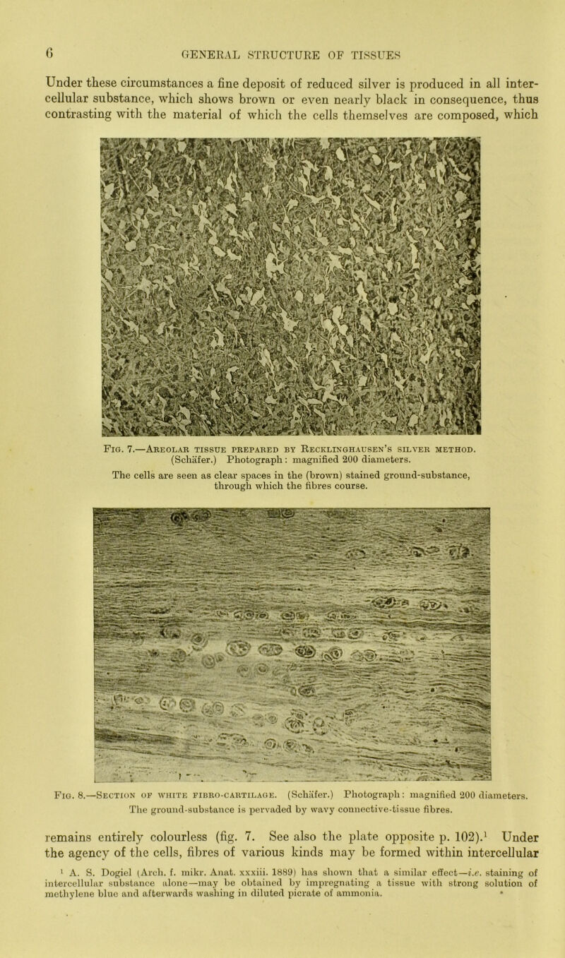 Under these circumstances a fine deposit of reduced silver is produced in all inter- cellular substance, which shows brown or even nearly black in consequence, thus contrasting with the material of which the cells themselves are composed, which Fig. 7.—Abeolar tissue prepared by Recklinghausen’s silver method, (Schafer.) Photograph : magnified 200 diameters. The cells are seen as clear spaces in the (brown) stained ground-substance, through which the fibres course. Fig. 8.—Section of white fibro-cartilage. (Schafer.) Photograph: magnified 200 diameters. The ground-substance is pervaded by wavy connective-tissue fibres. remains entirely colourless (fig. 7. See also the plate opposite p. 102).^ Under the agency of the cells, fibres of various kinds may be formed within intercellular ' A. S. Dogiel (Arch. f. mikr. Anat. xxxiii. 1889) has shown that a similar effect—i.r. staining of intercellular substance alone—may be obtained by impregnating a tissue with strong solution of methylene blue and afterwards washing in diluted picrate of ammonia.